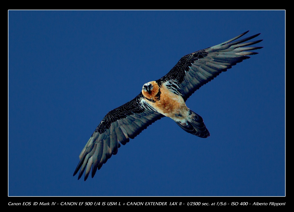 Adult Bearded Vulture in flight