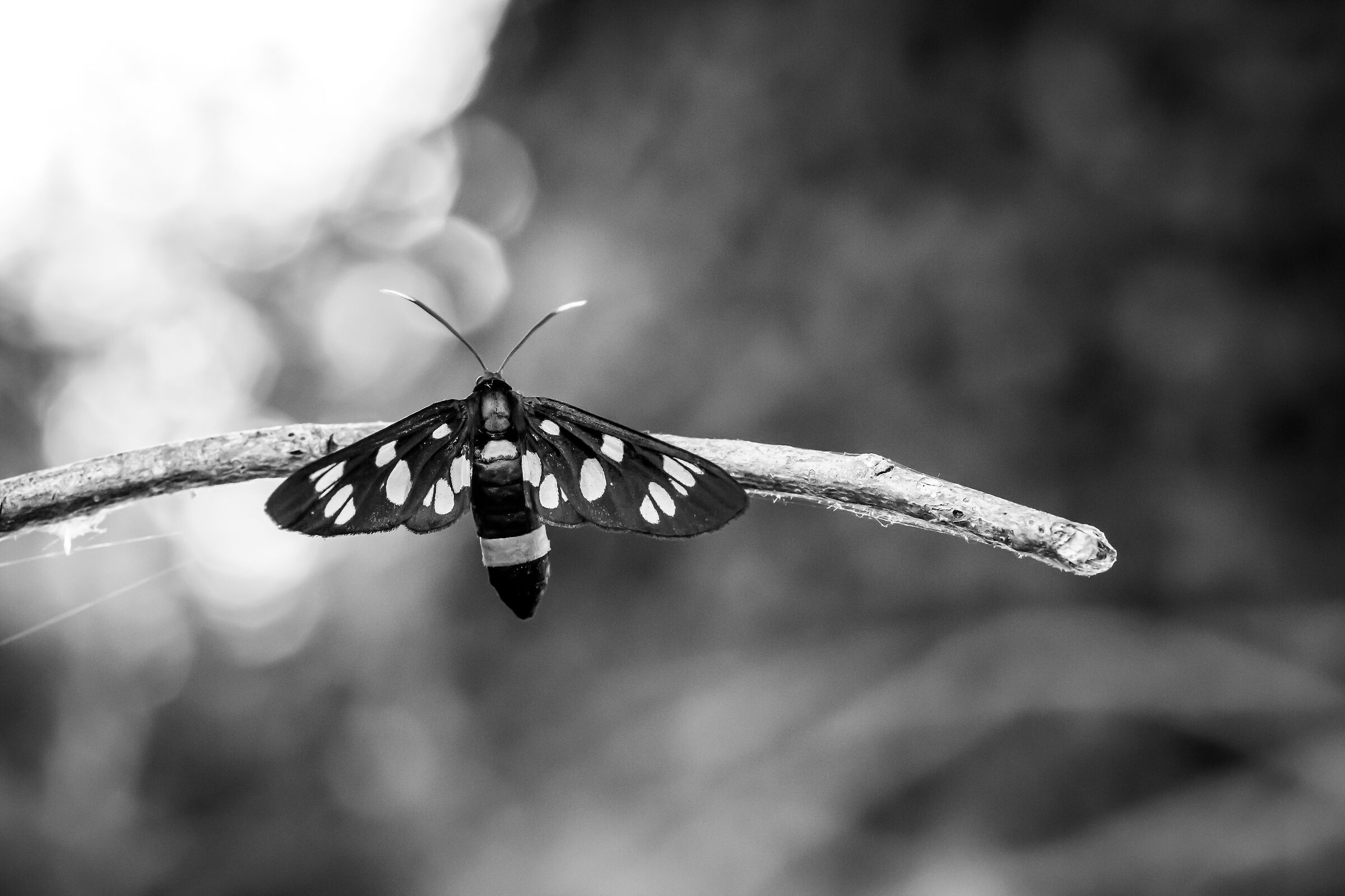 Macro III Tests