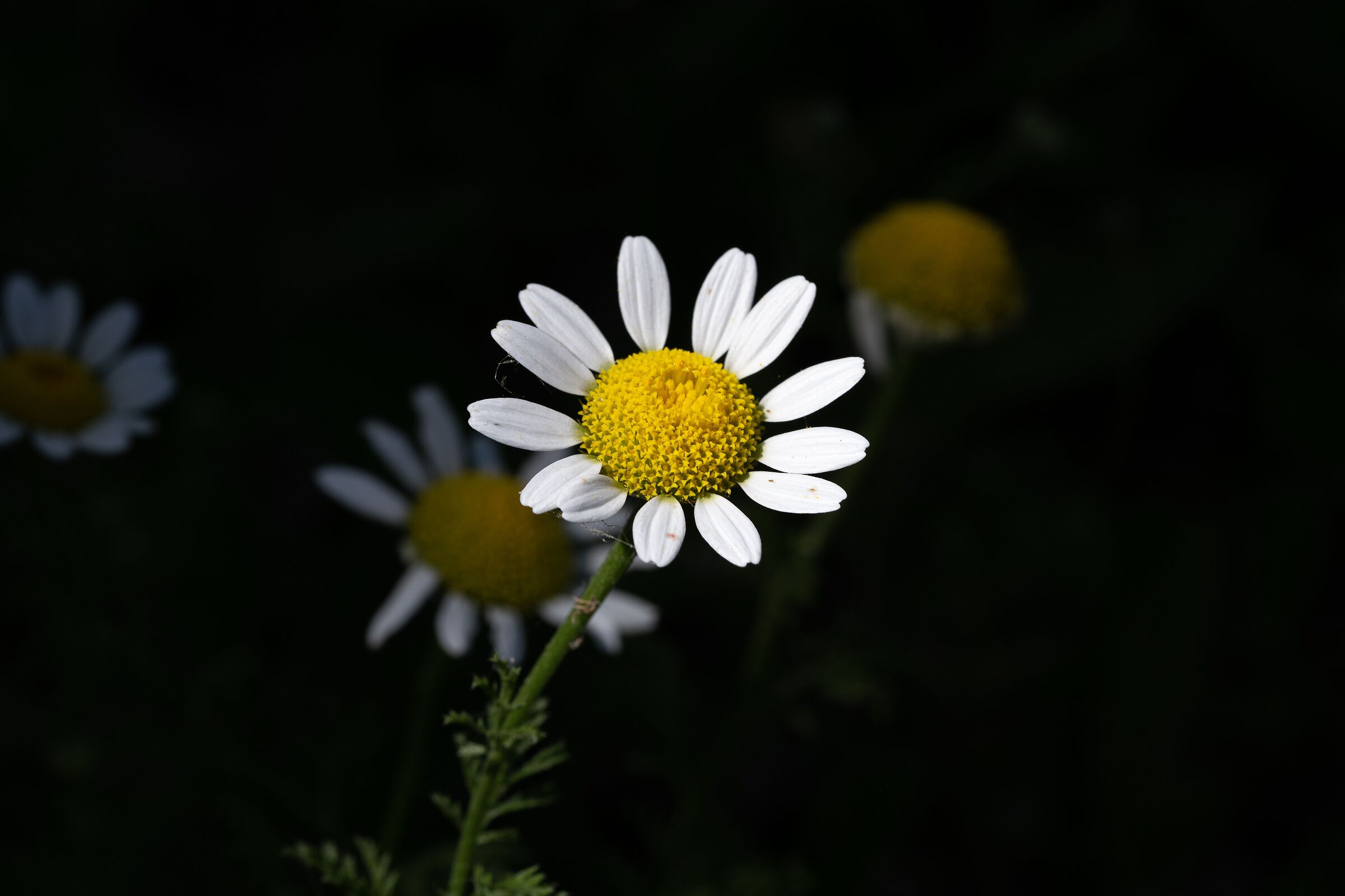 Macro IV tests