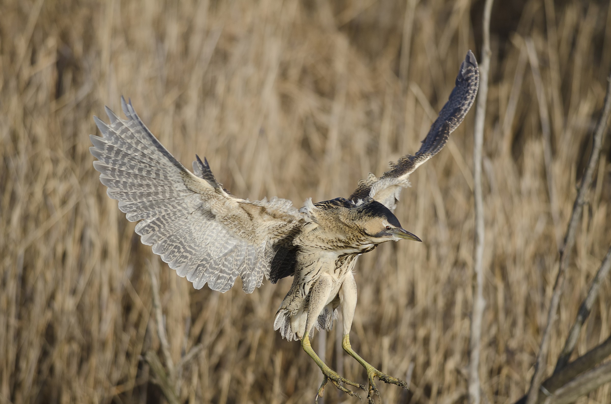 Landing Bittern