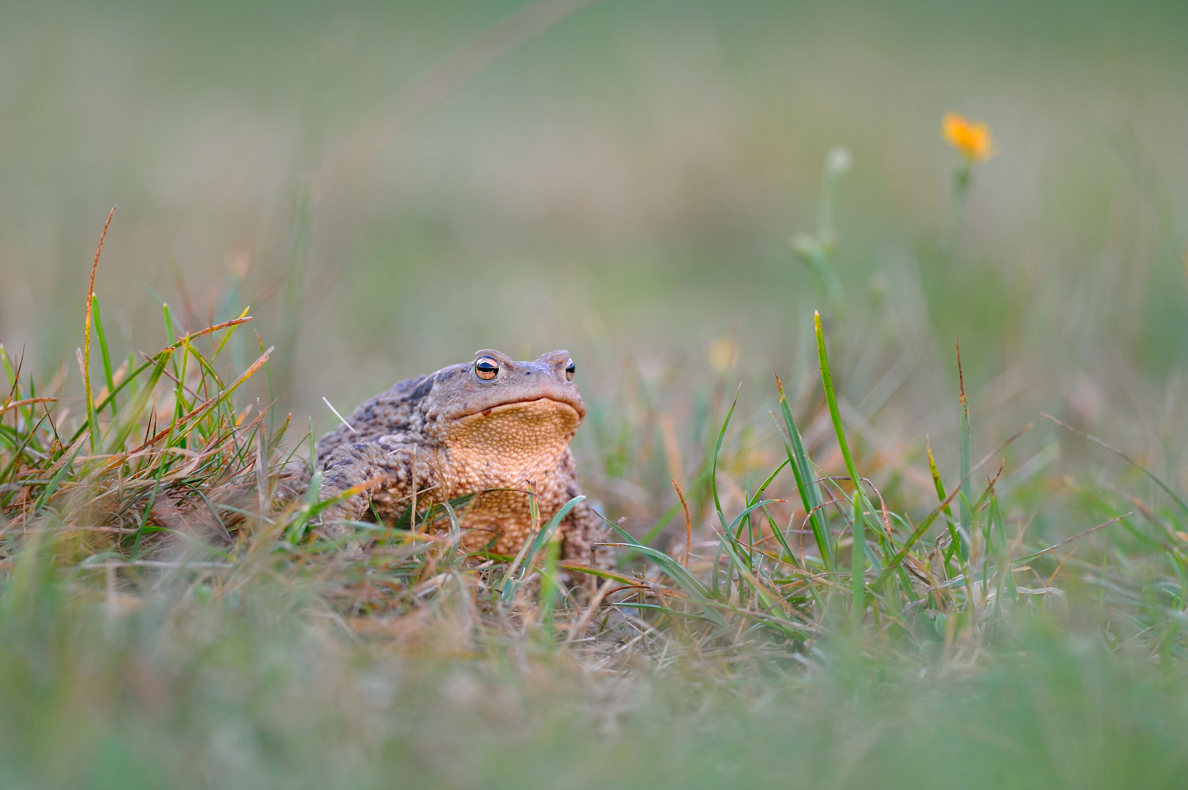 Toad