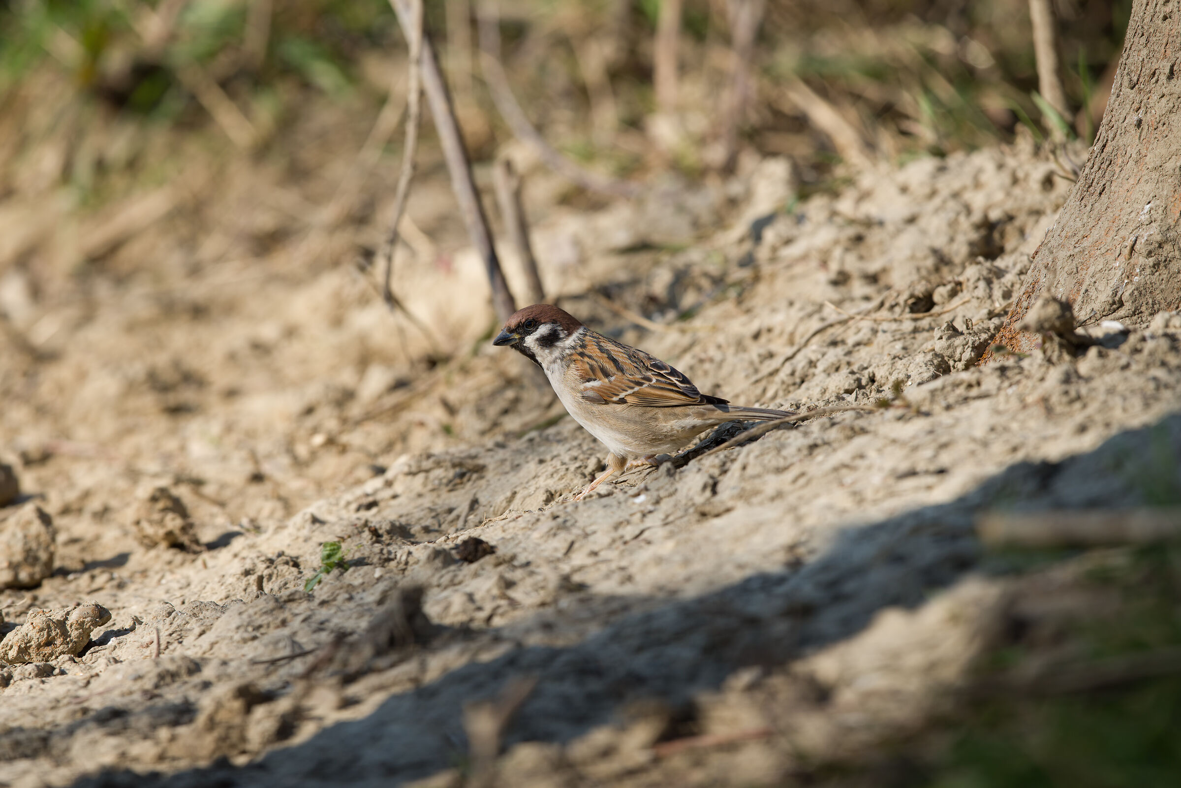 Crazy sparrow on the ground
