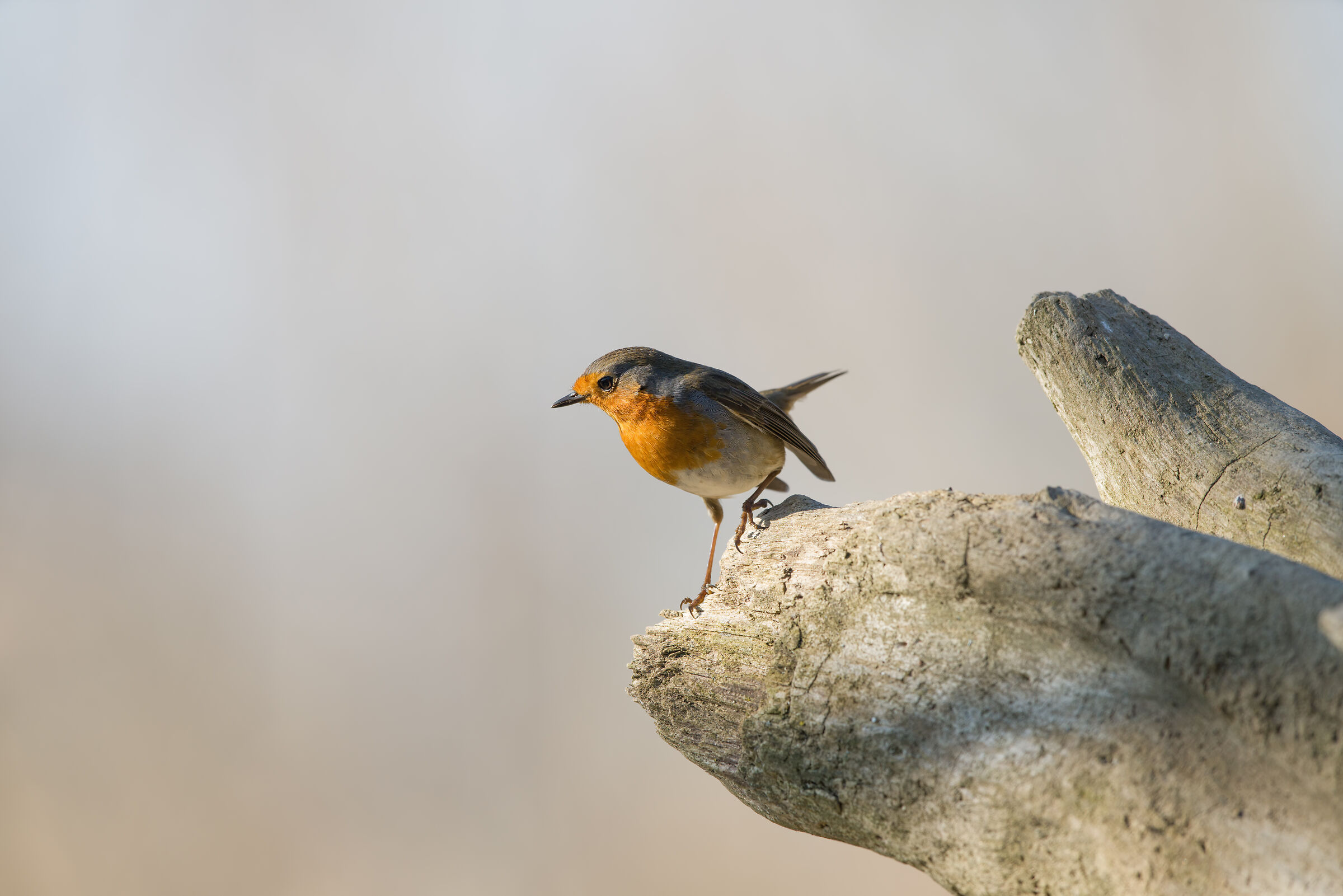 Robin in the light