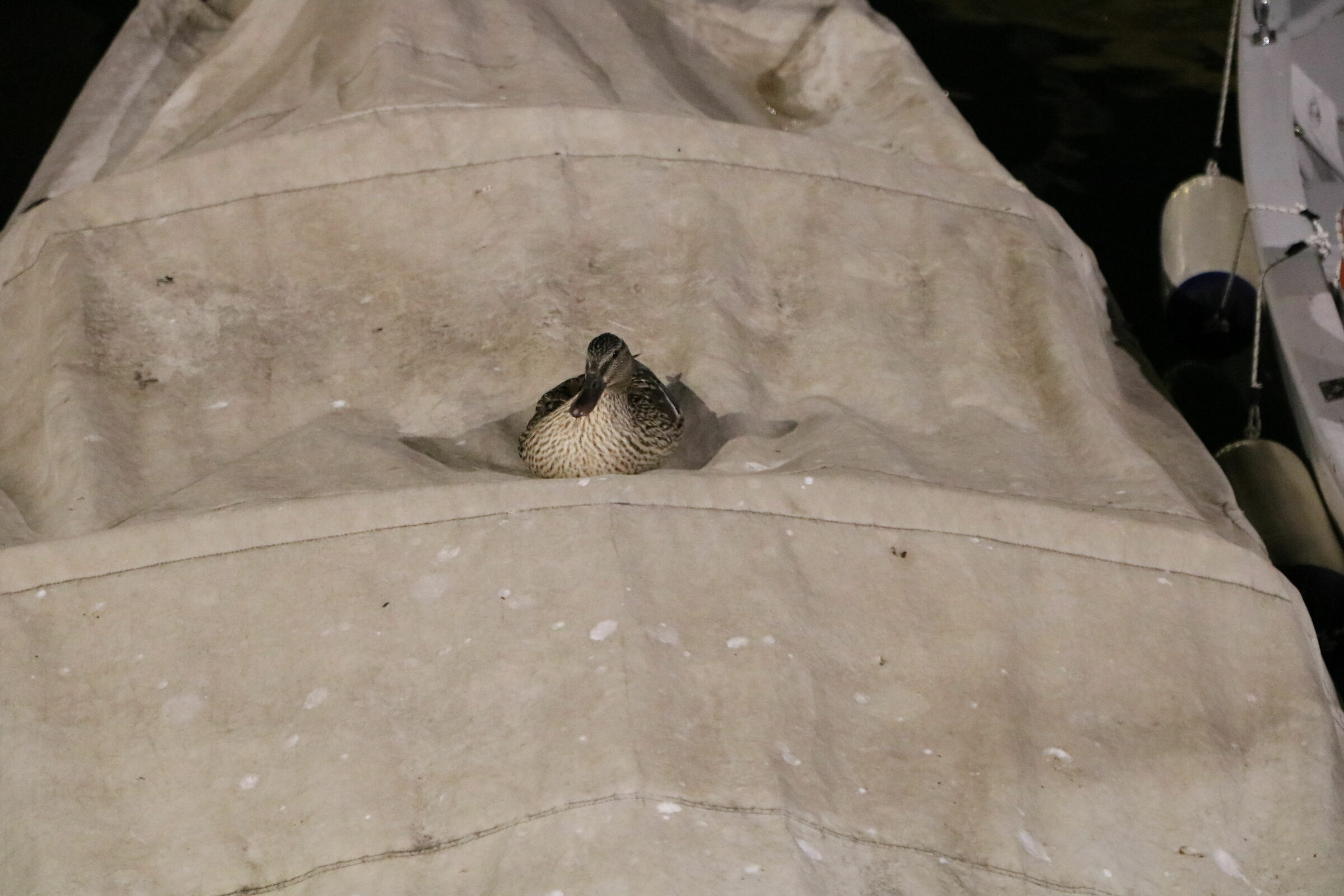 duck sleeping in the old port of Desenzano