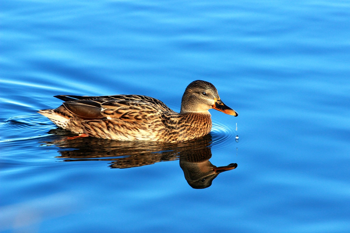 Femmina di Germano Reale