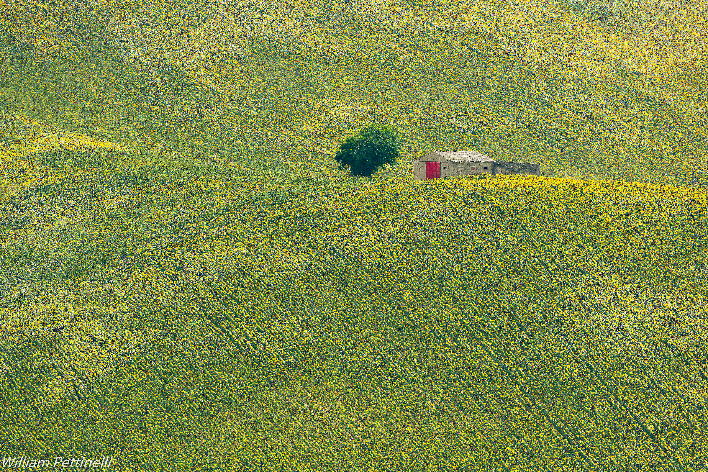 La casetta tra i girasoli