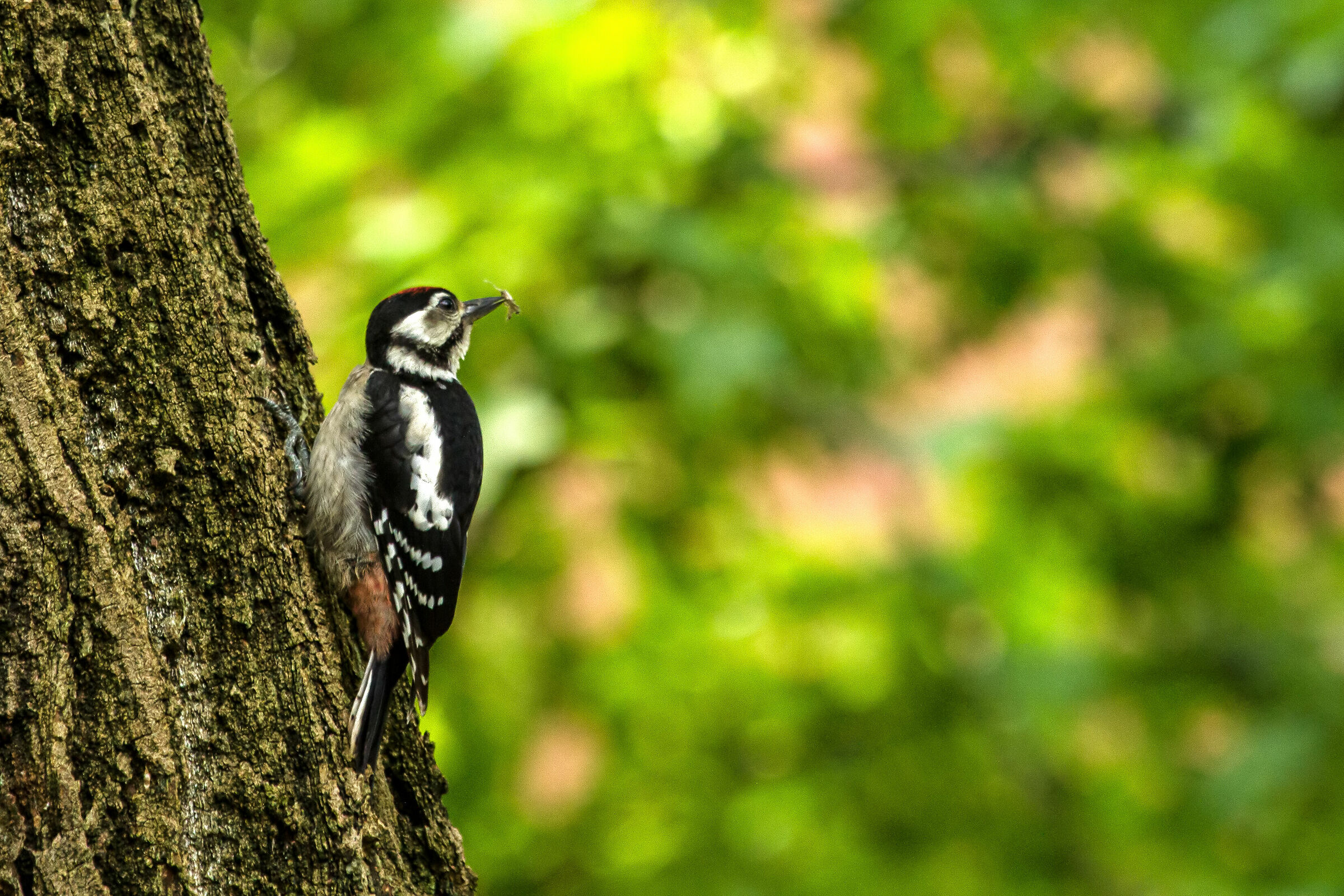 red woodpecker major young