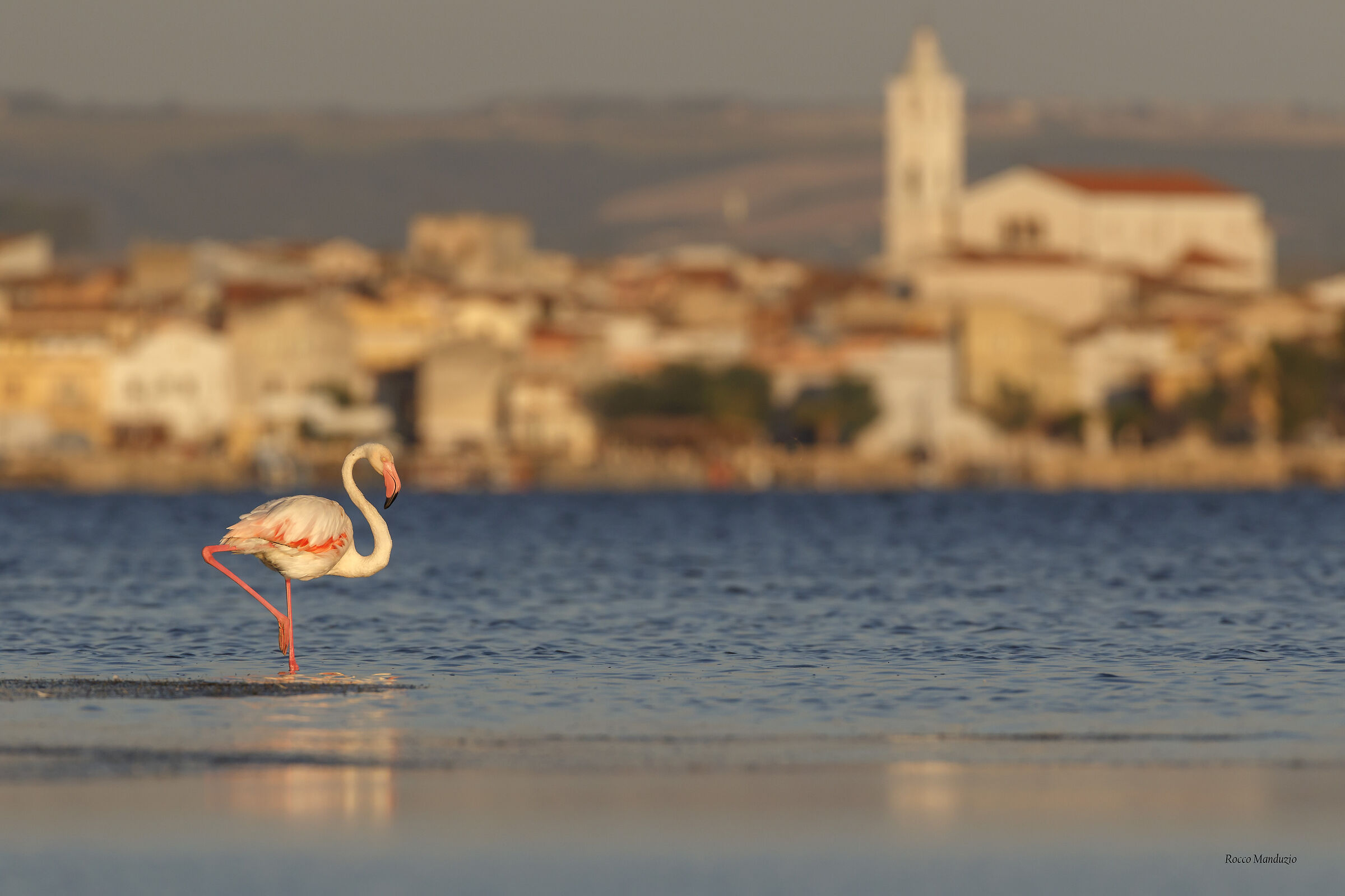 Lone flamingo