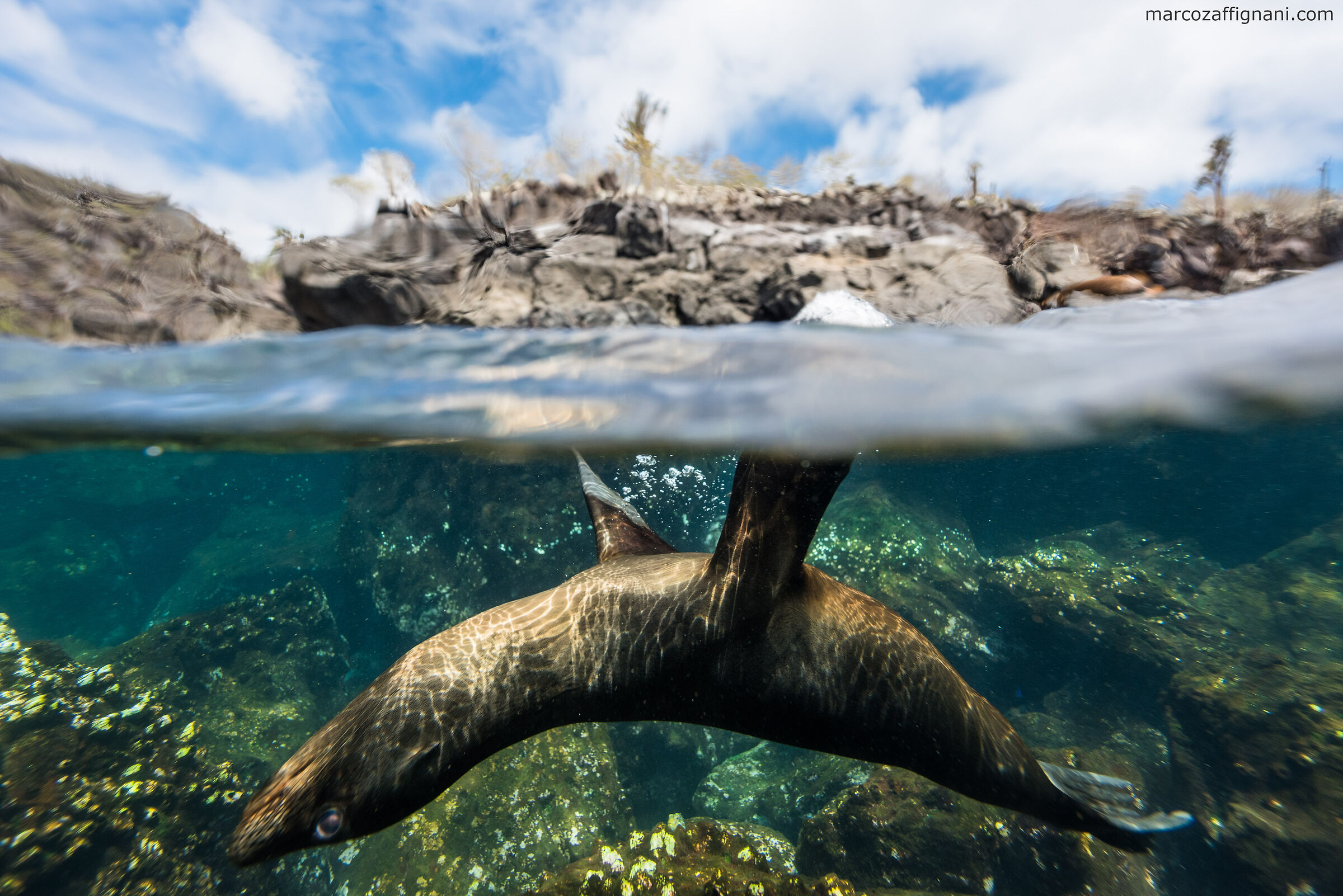 The sea lions of Isla Santa Fe, Galapagos