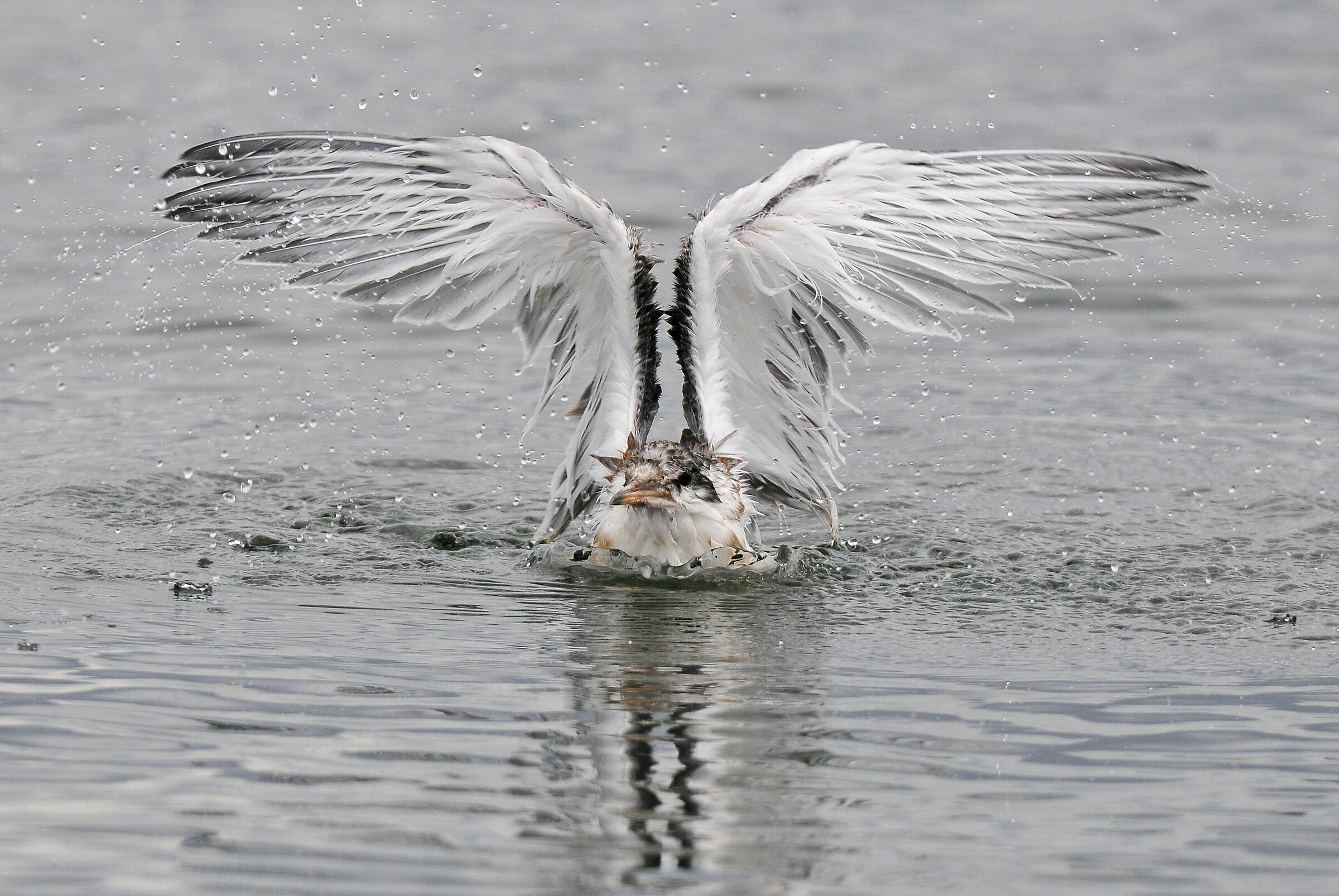 Sterna comune (Common tern)