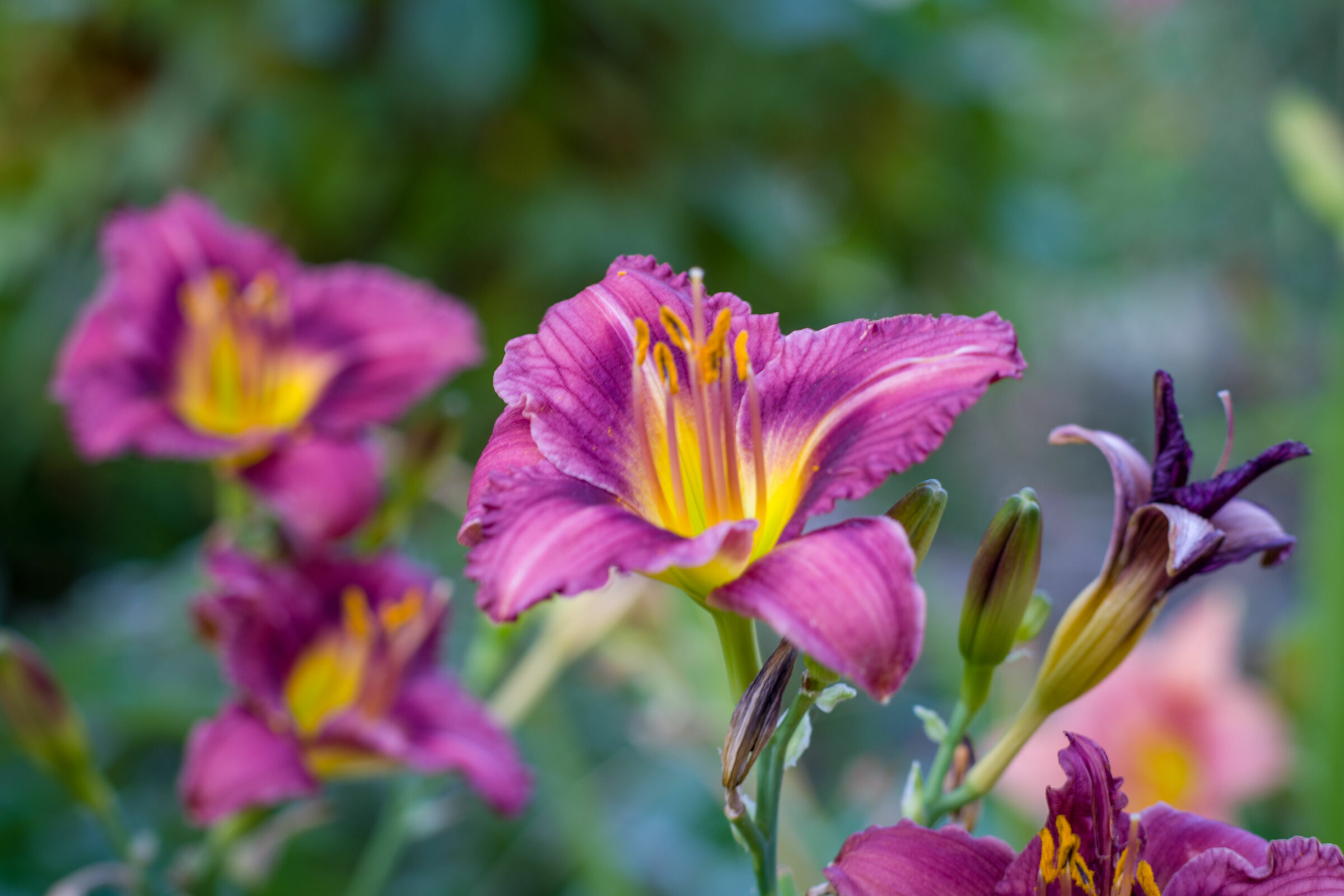 Emerocallide Little grapette