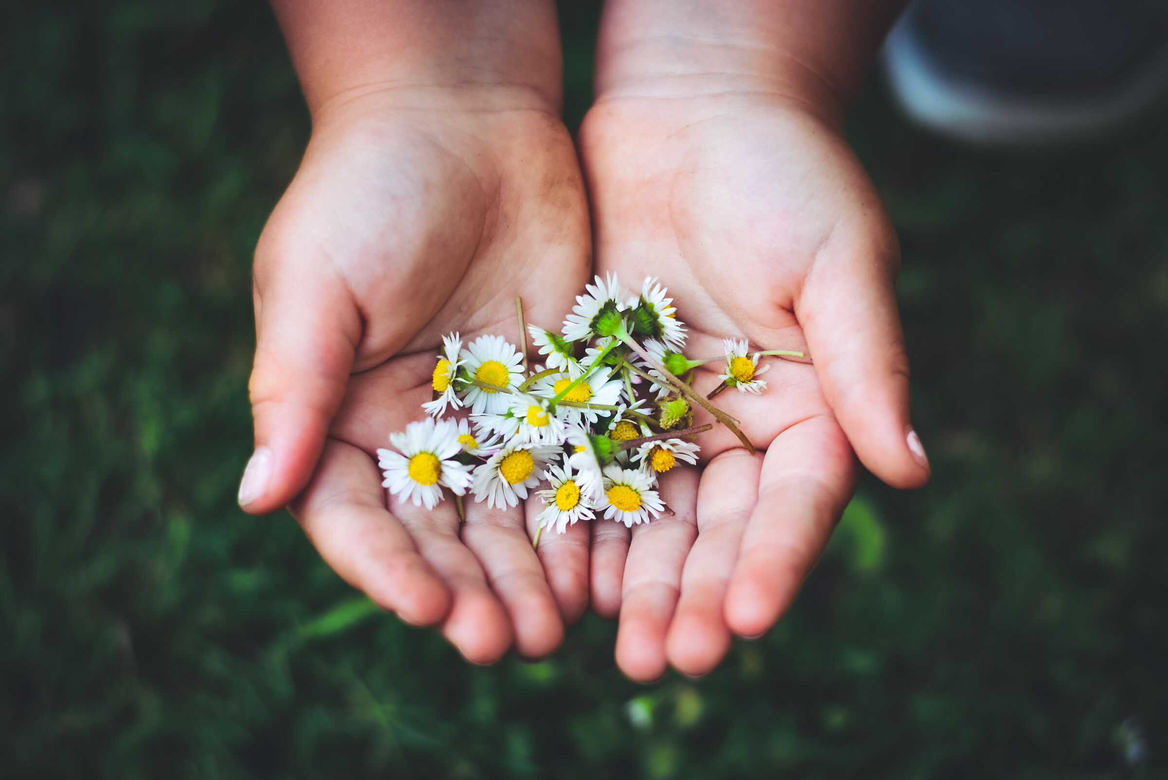 Daisies