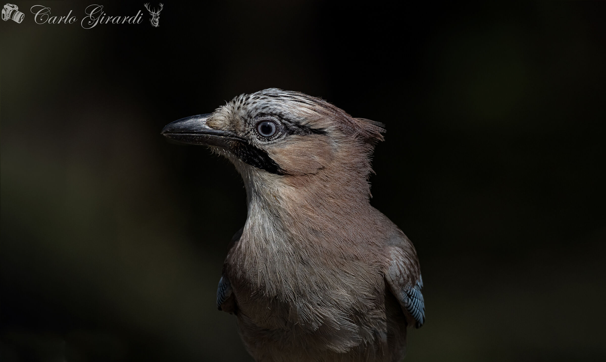 Jay