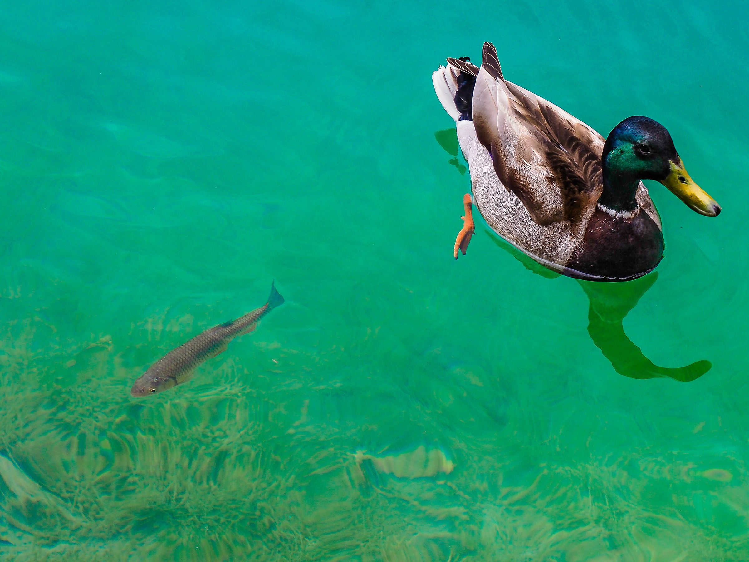 Io di qua, tu di la'