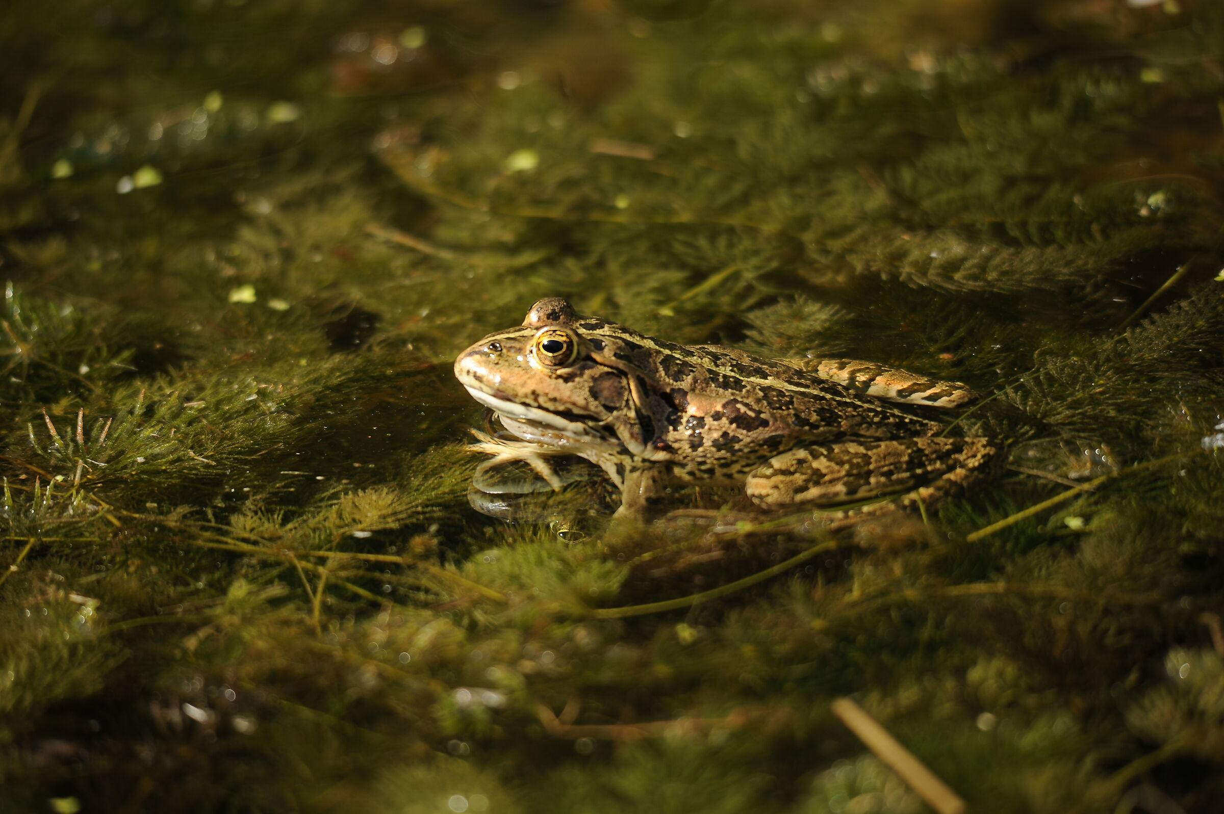 Aspettando la cena...