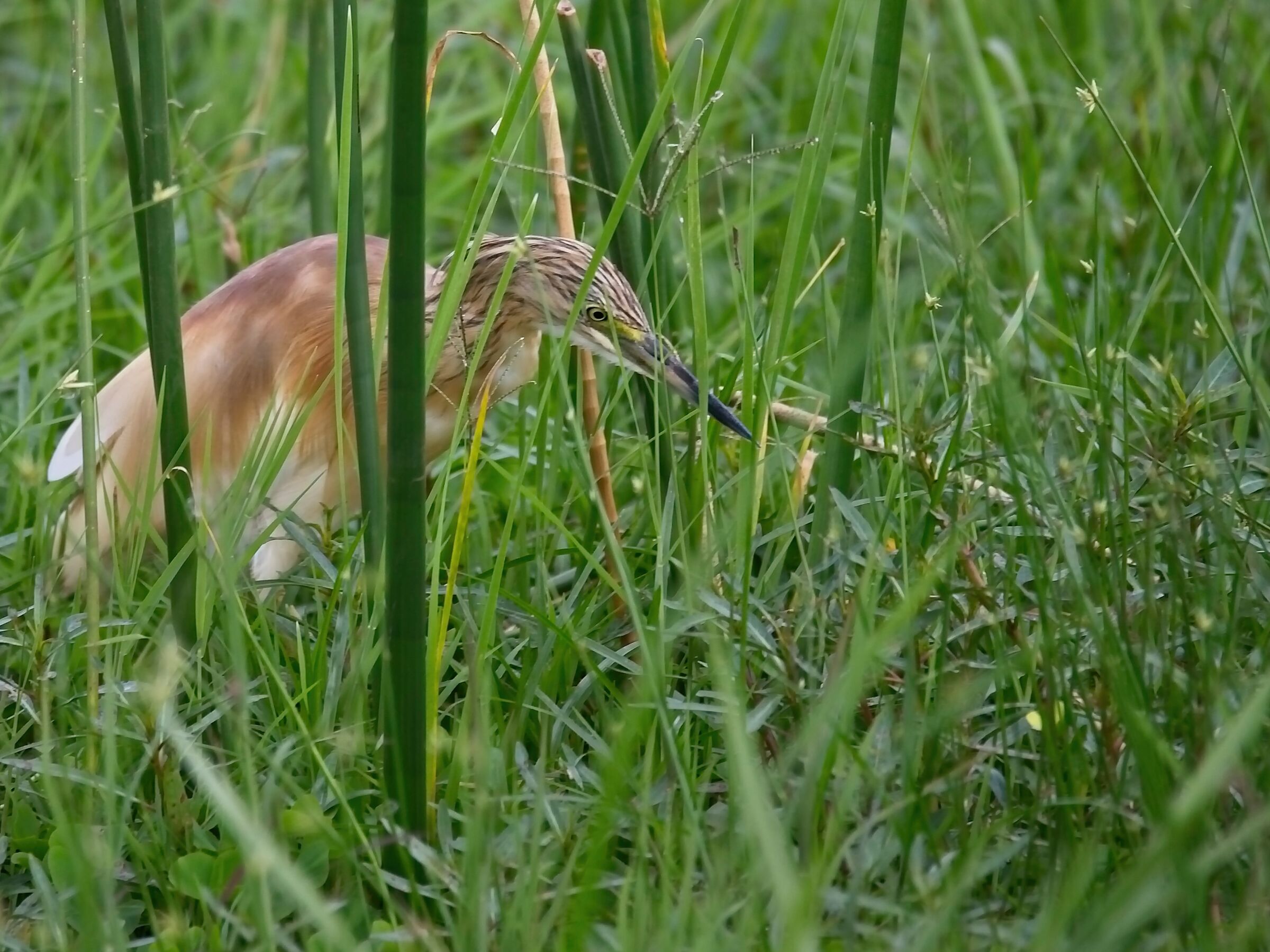 squacco heron