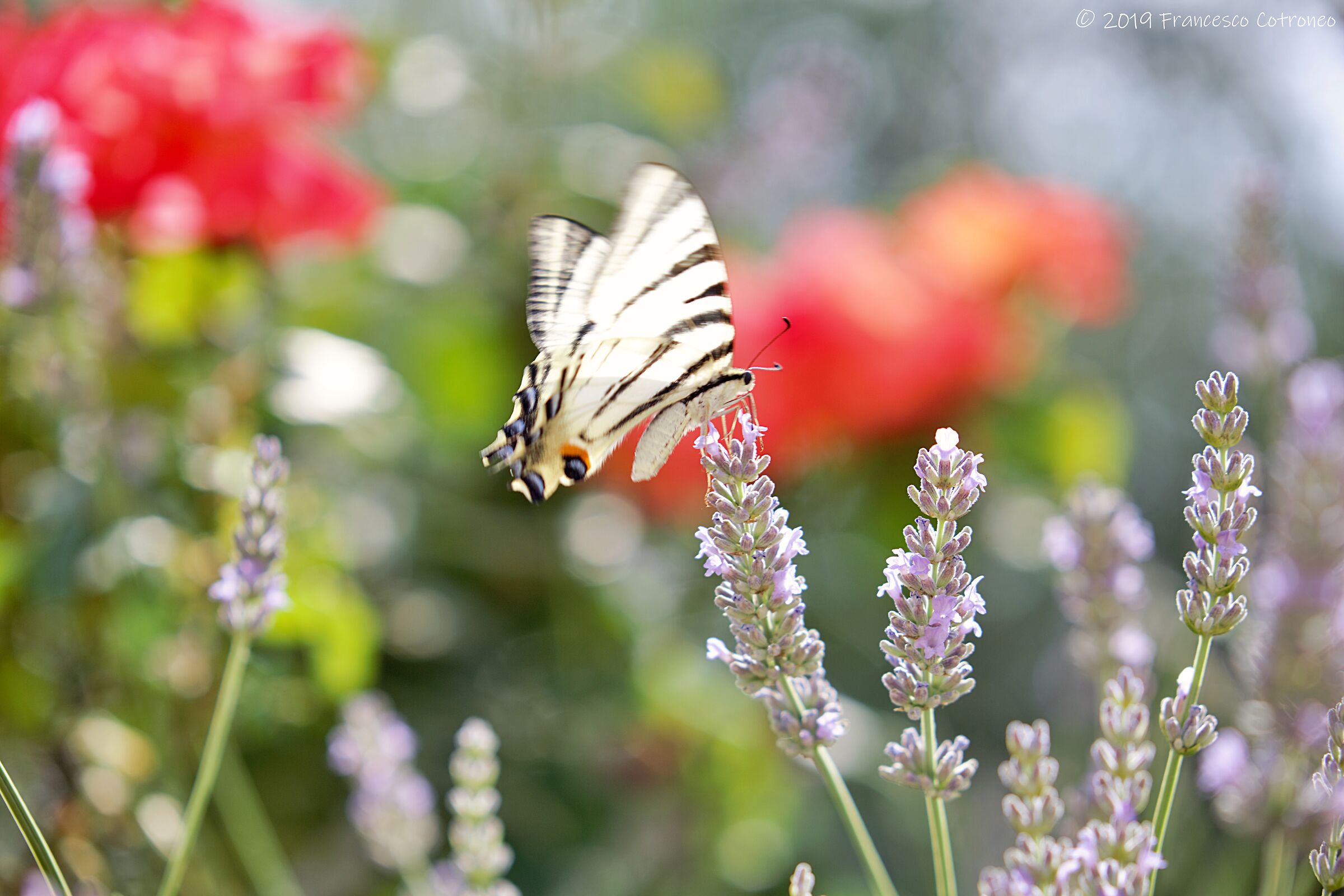 Ma quanto sono belle le farfalle...