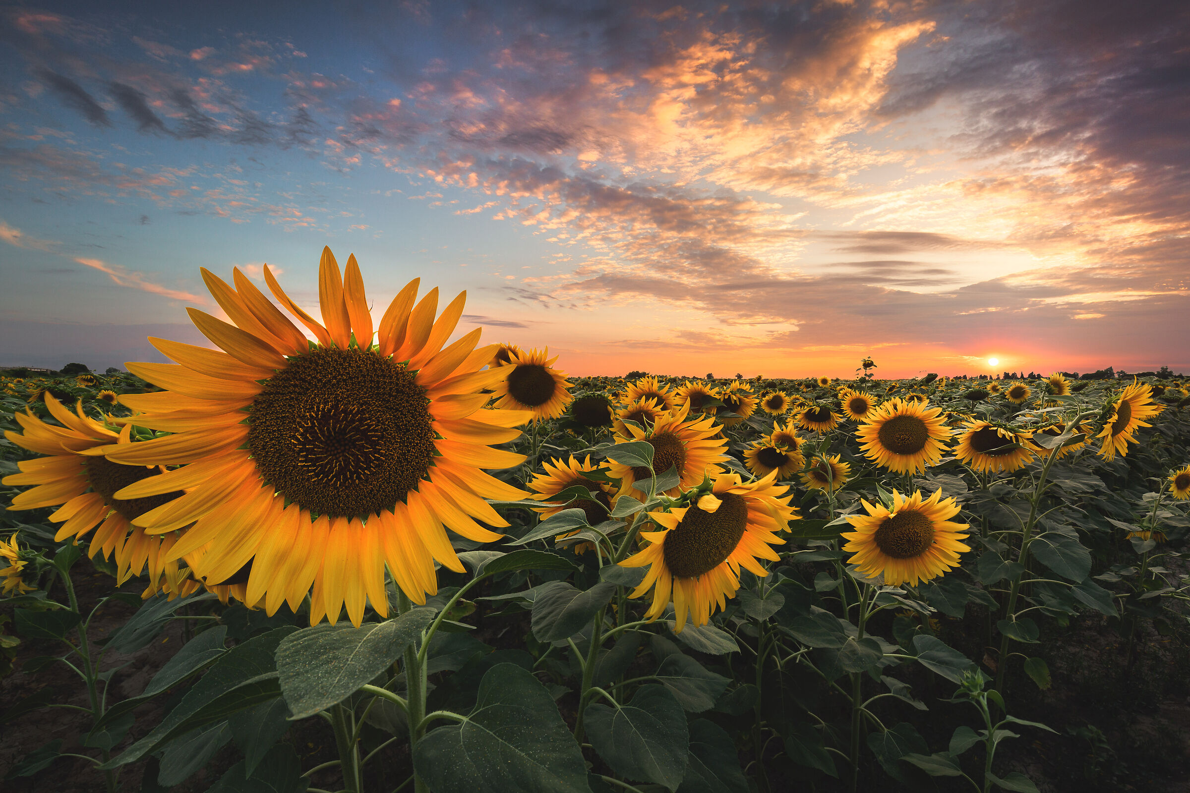 Sunset over sunflowers