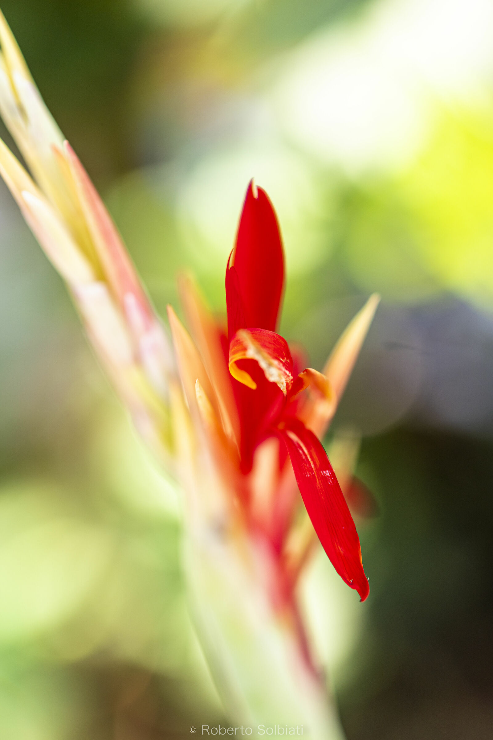 Orto Botanico, Padova