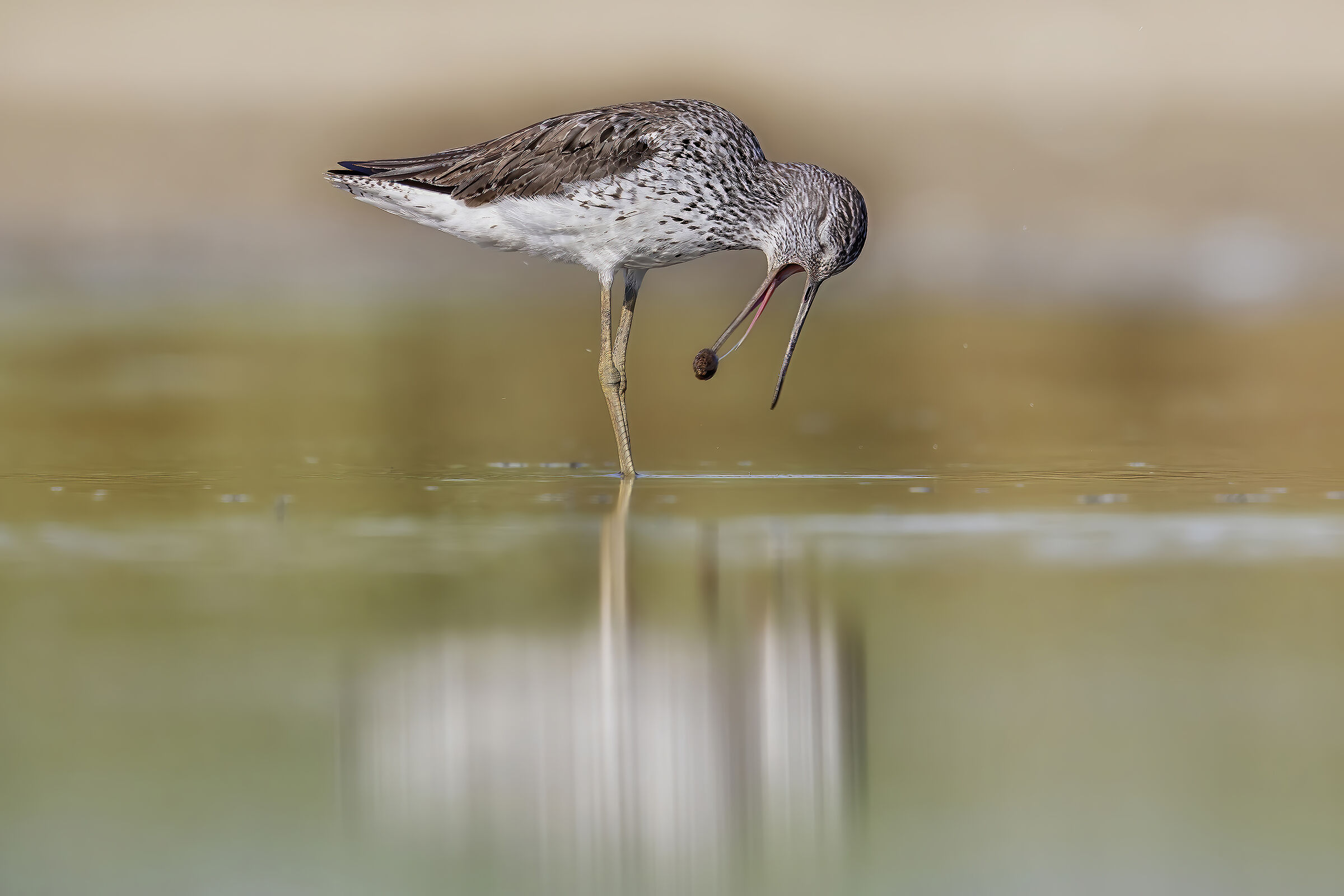 Pyro pero wooded while expelling the borra