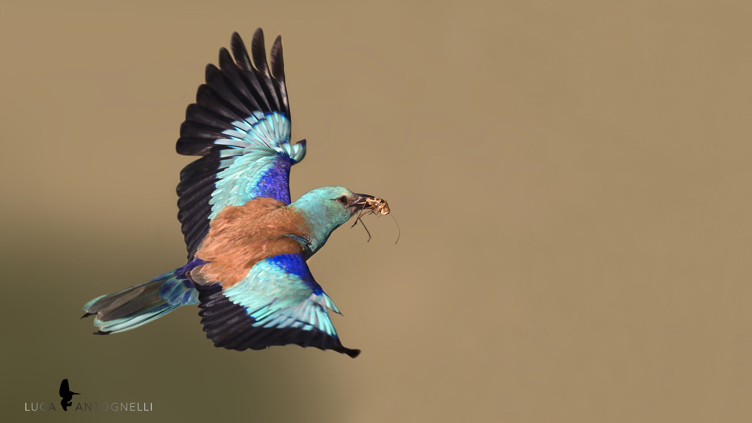 Ghiandaia Marina Torna al nido con il cibo.