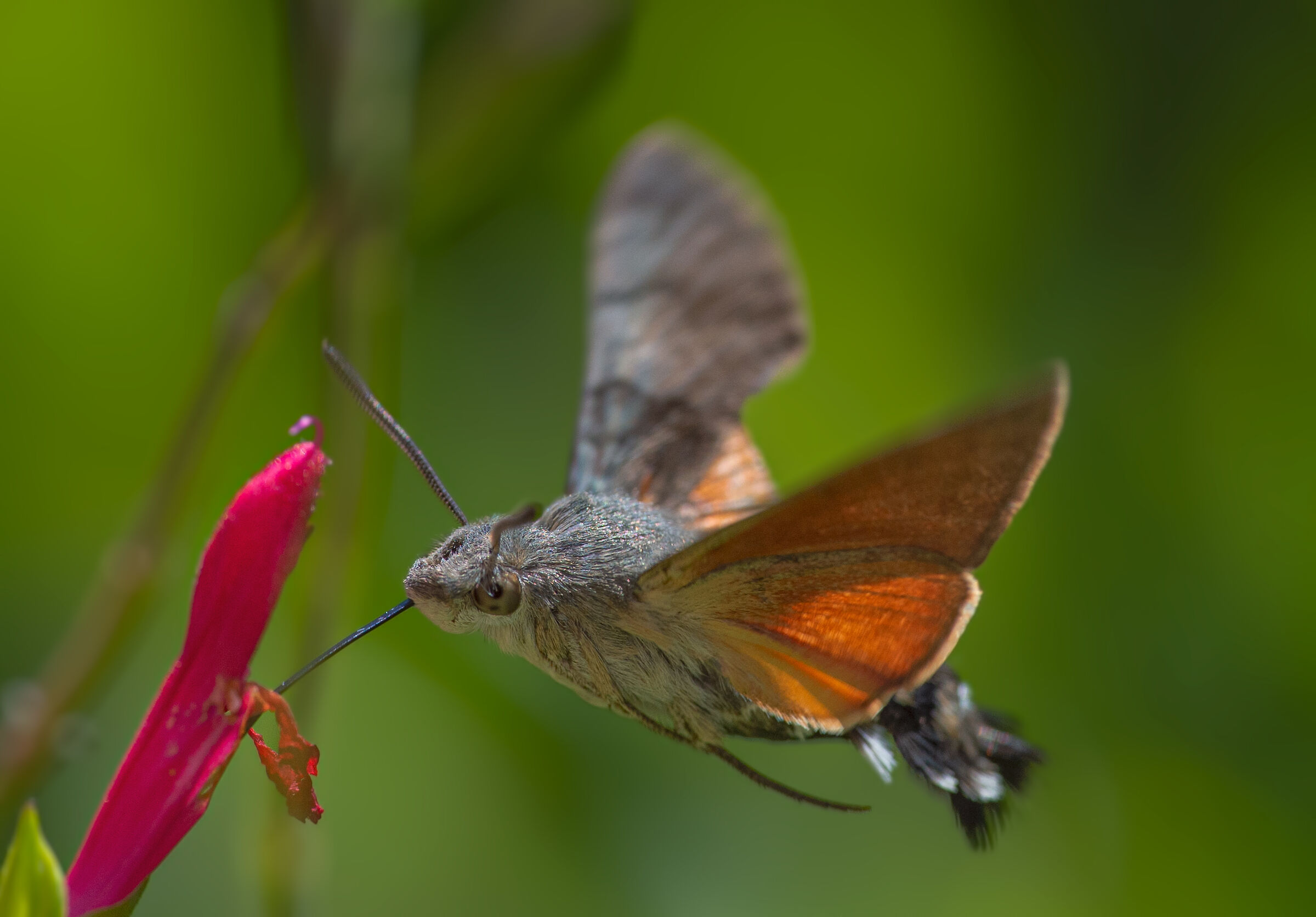 Macroglossum stellatarum