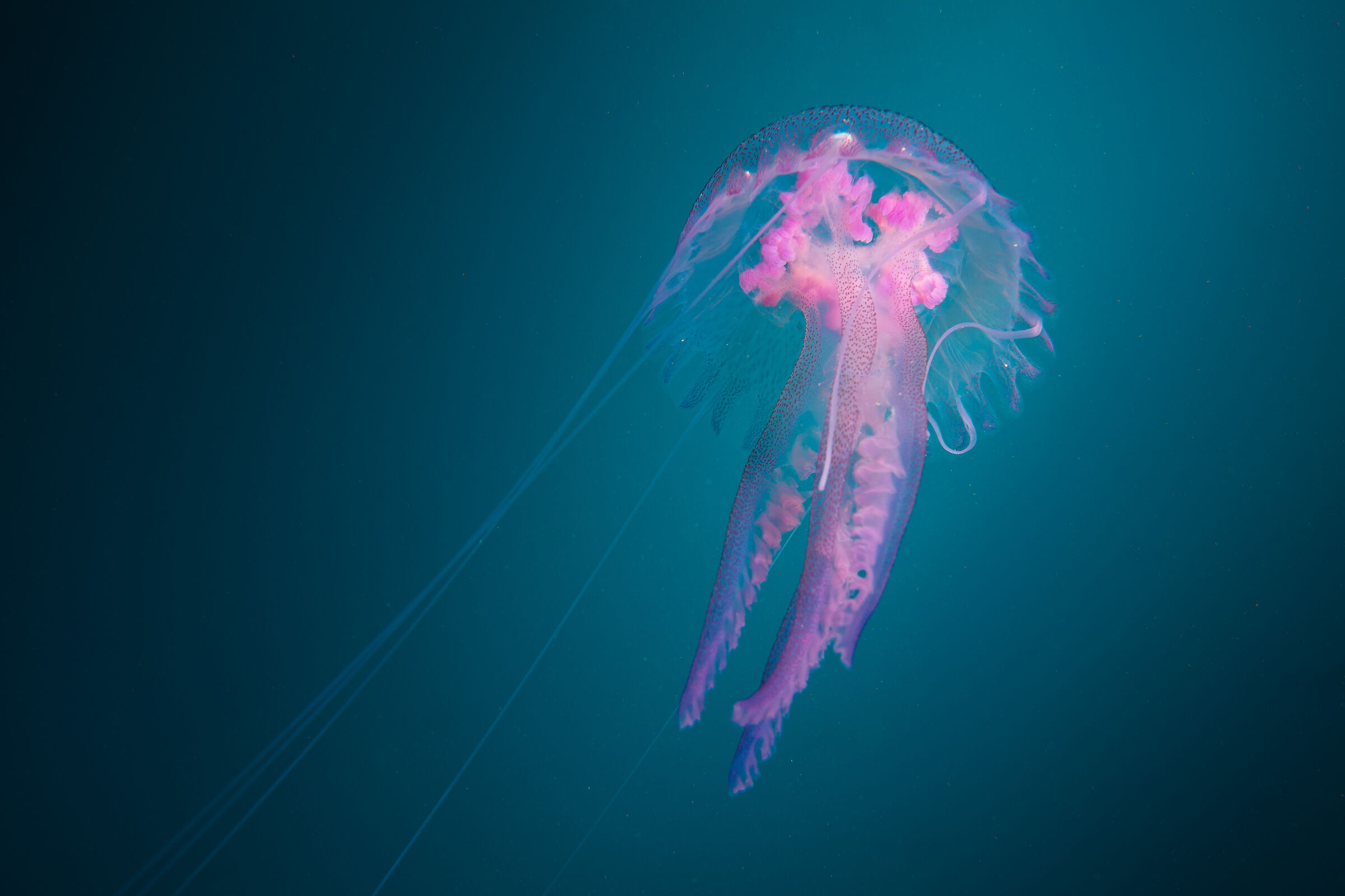 Pelagia noctiluca at Mohawk Deer