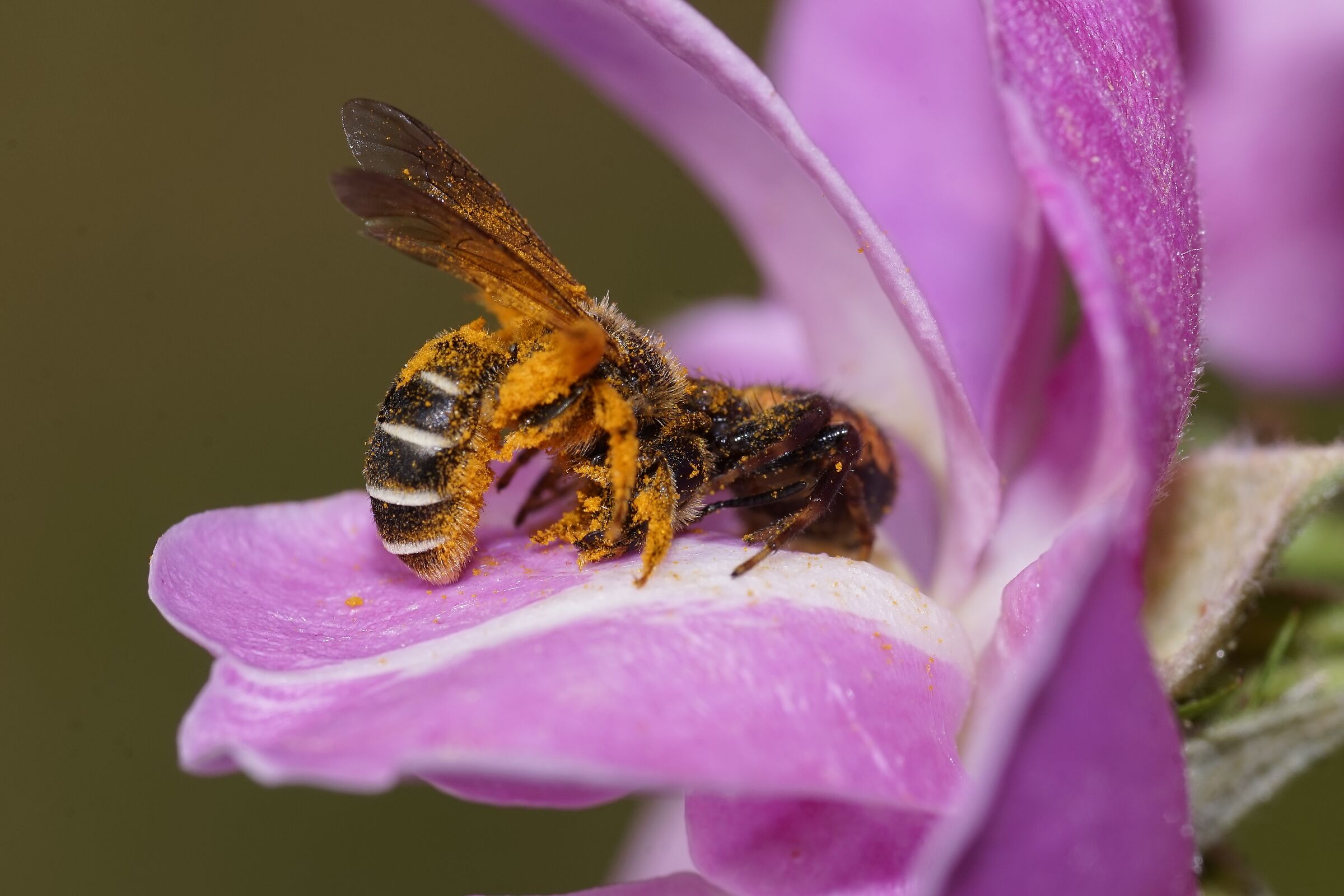 Predazione sulla rosa