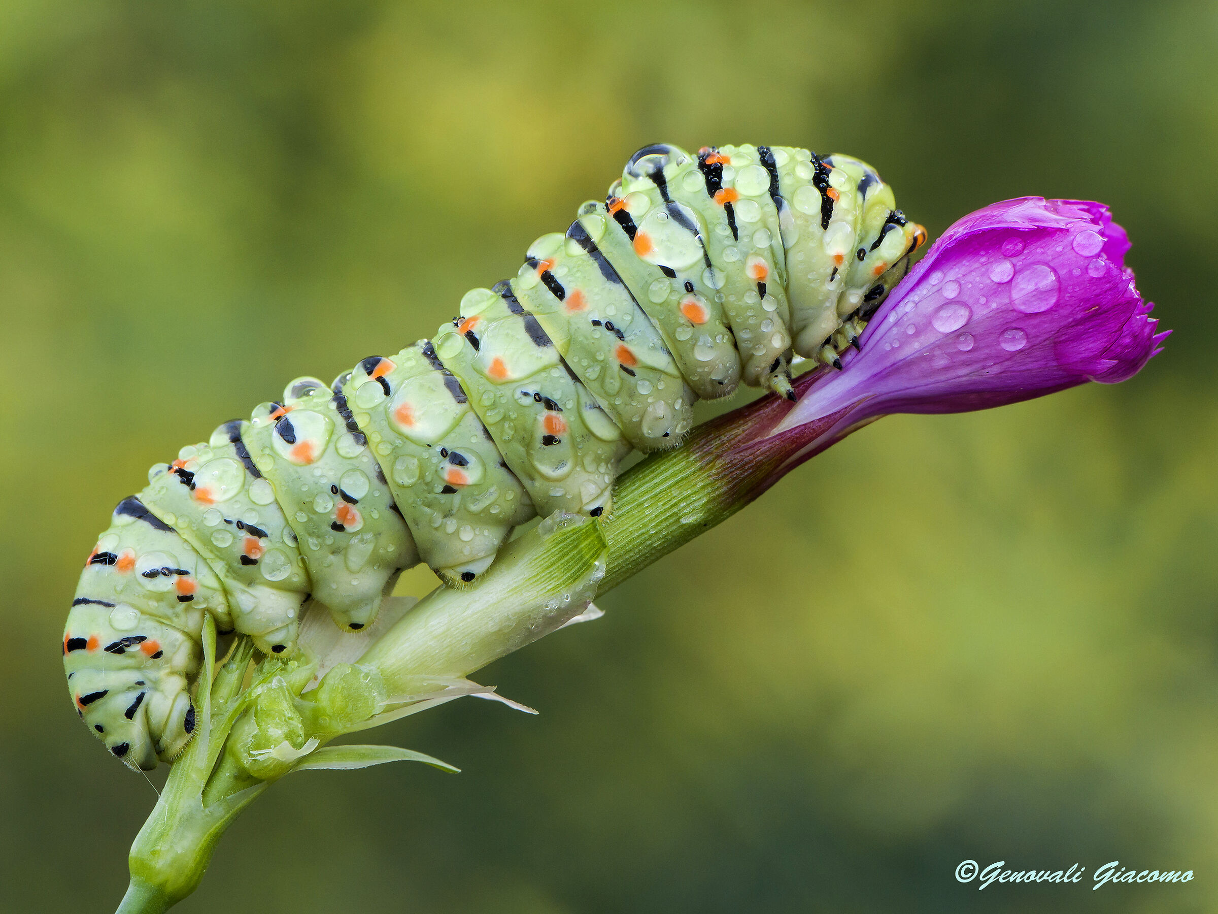 not aking king but already a prince