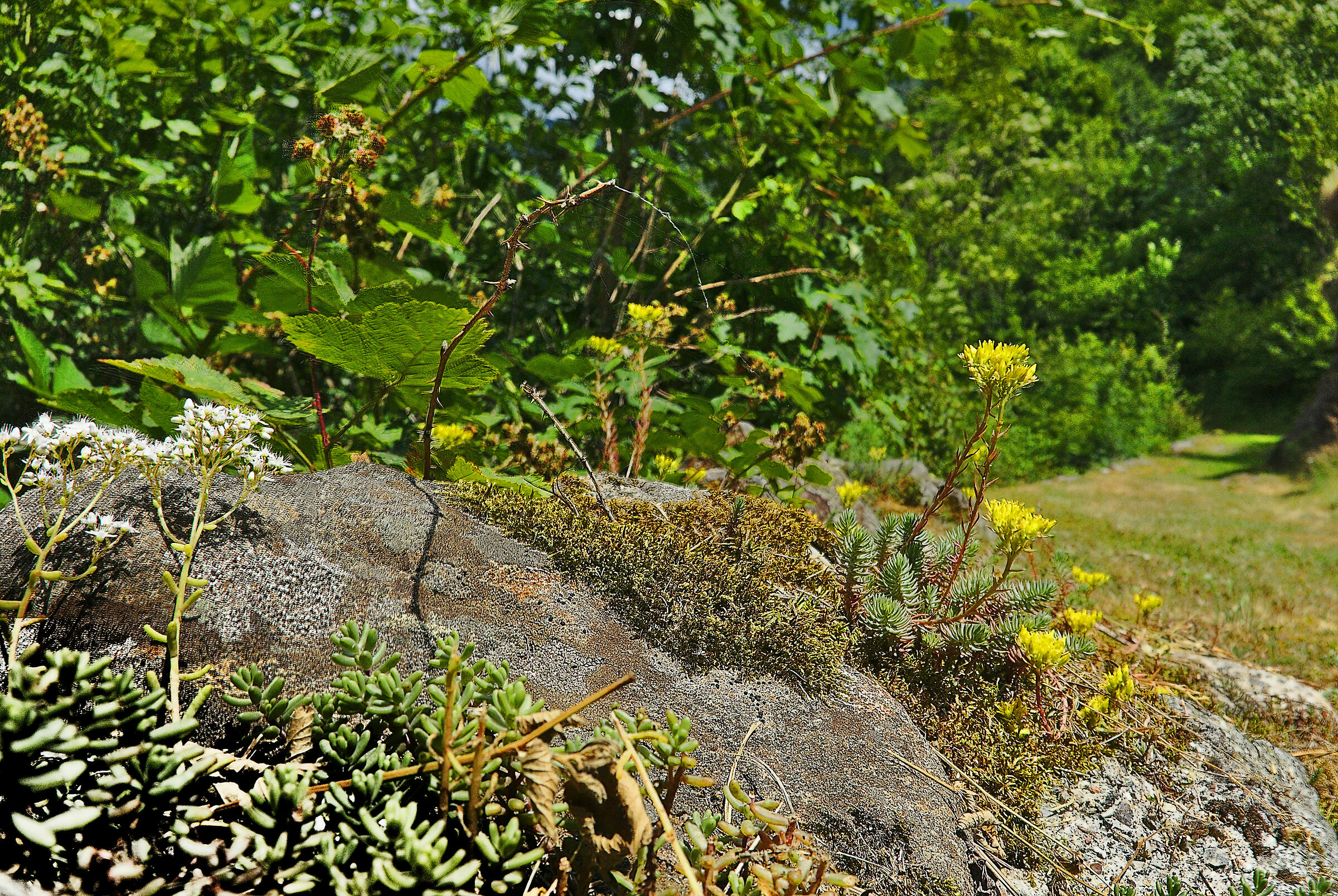 Alpine Grass plants