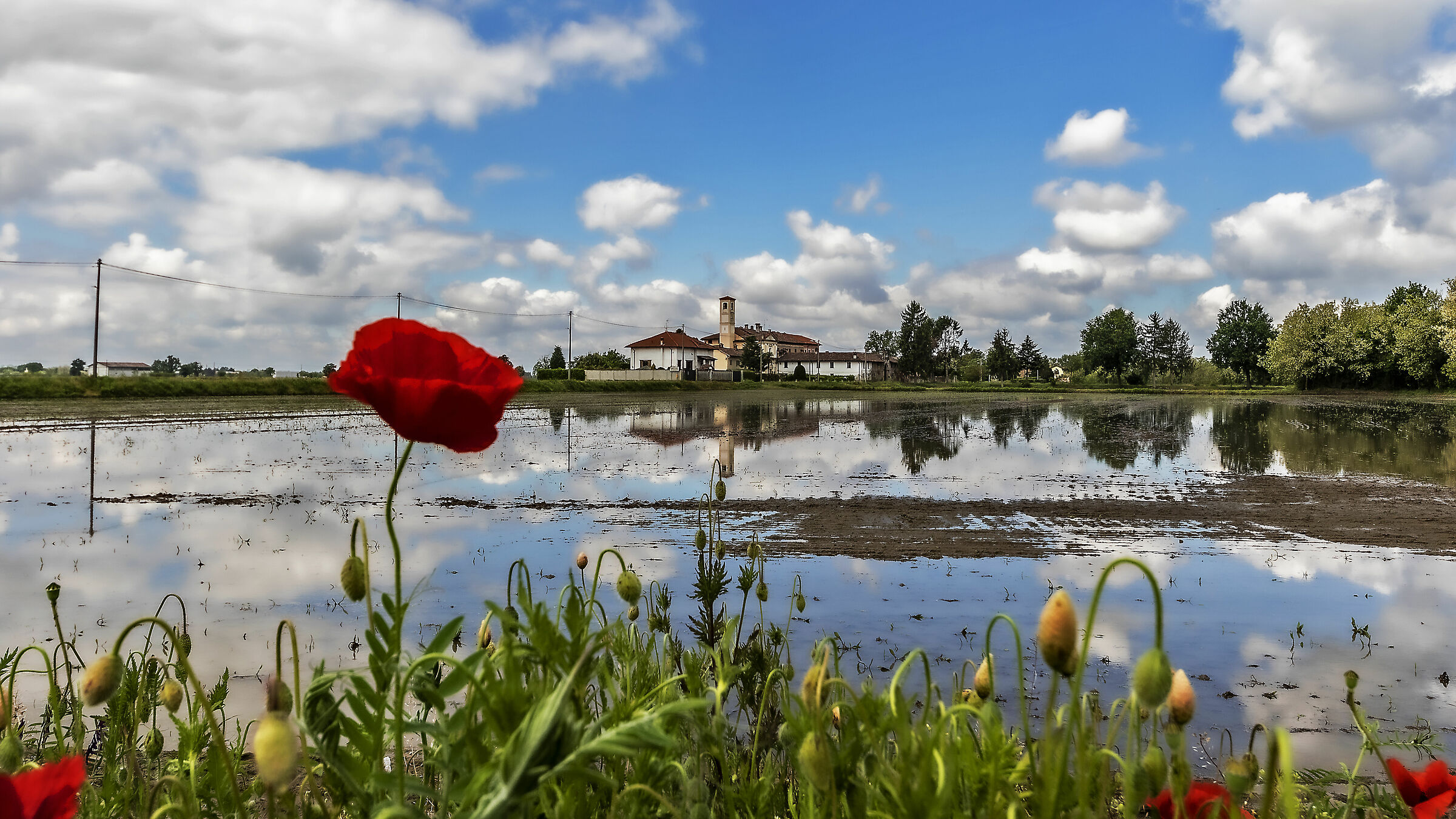 The poppy is also a flower