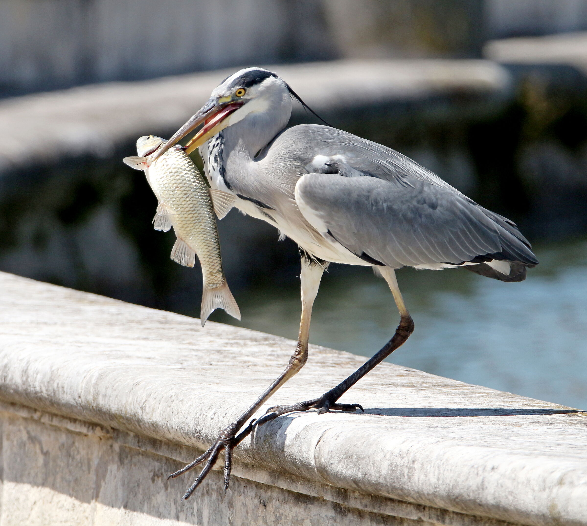 Meadow Fishing1