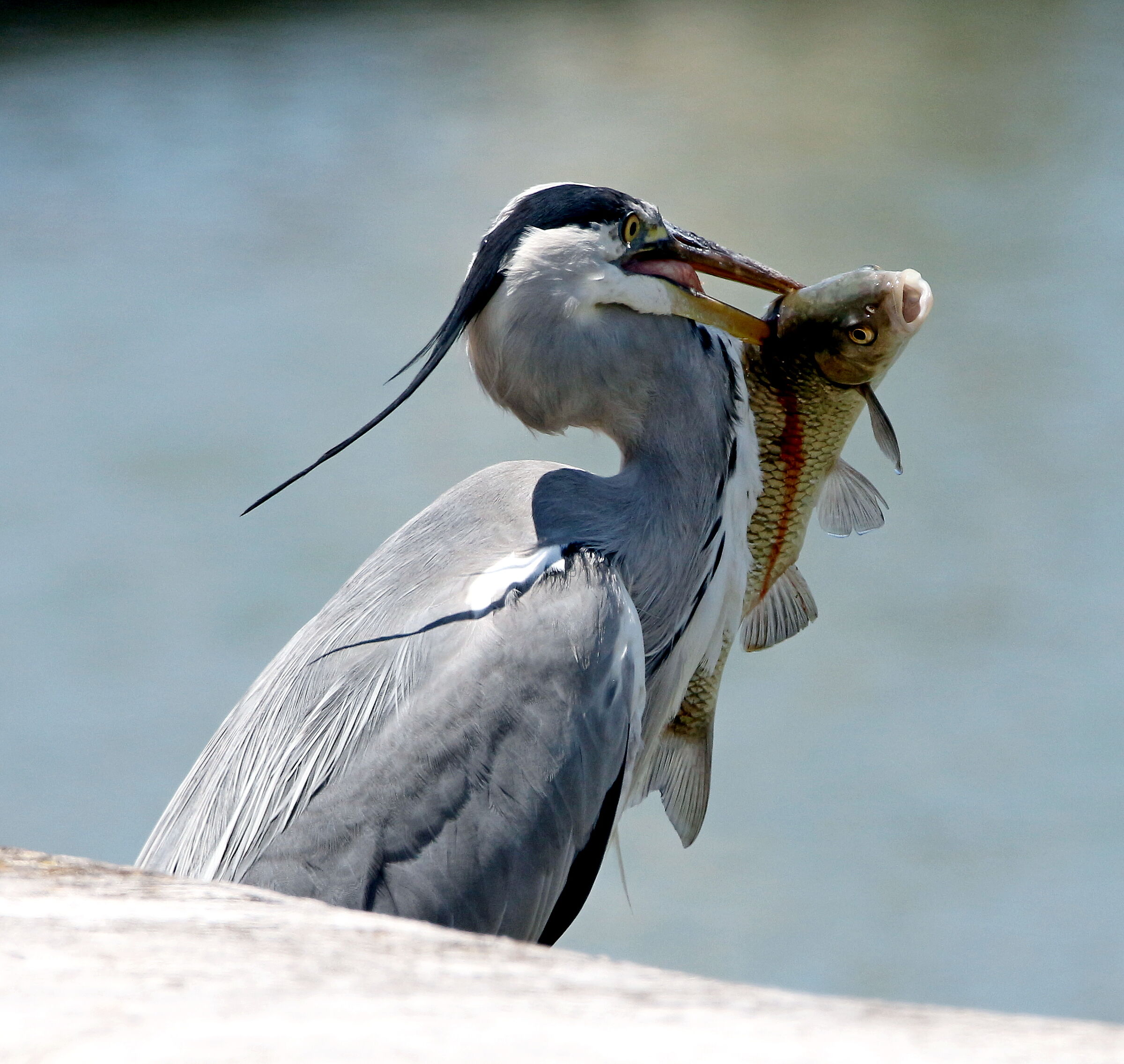 Fishing in The Valley Meadow