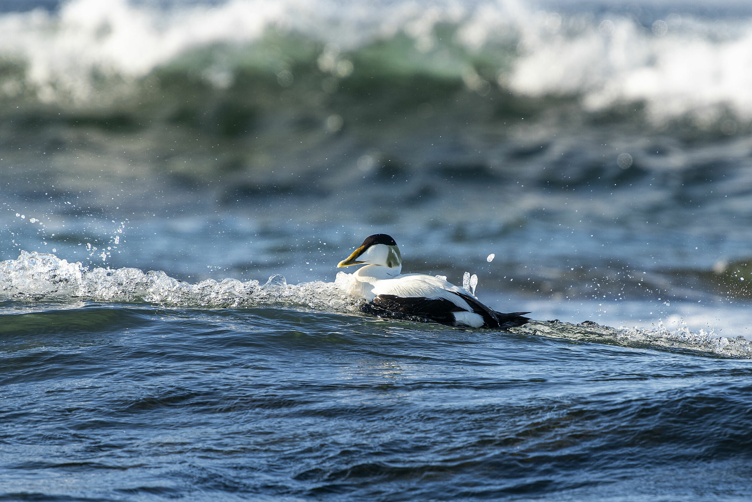 Surfing with the Eider