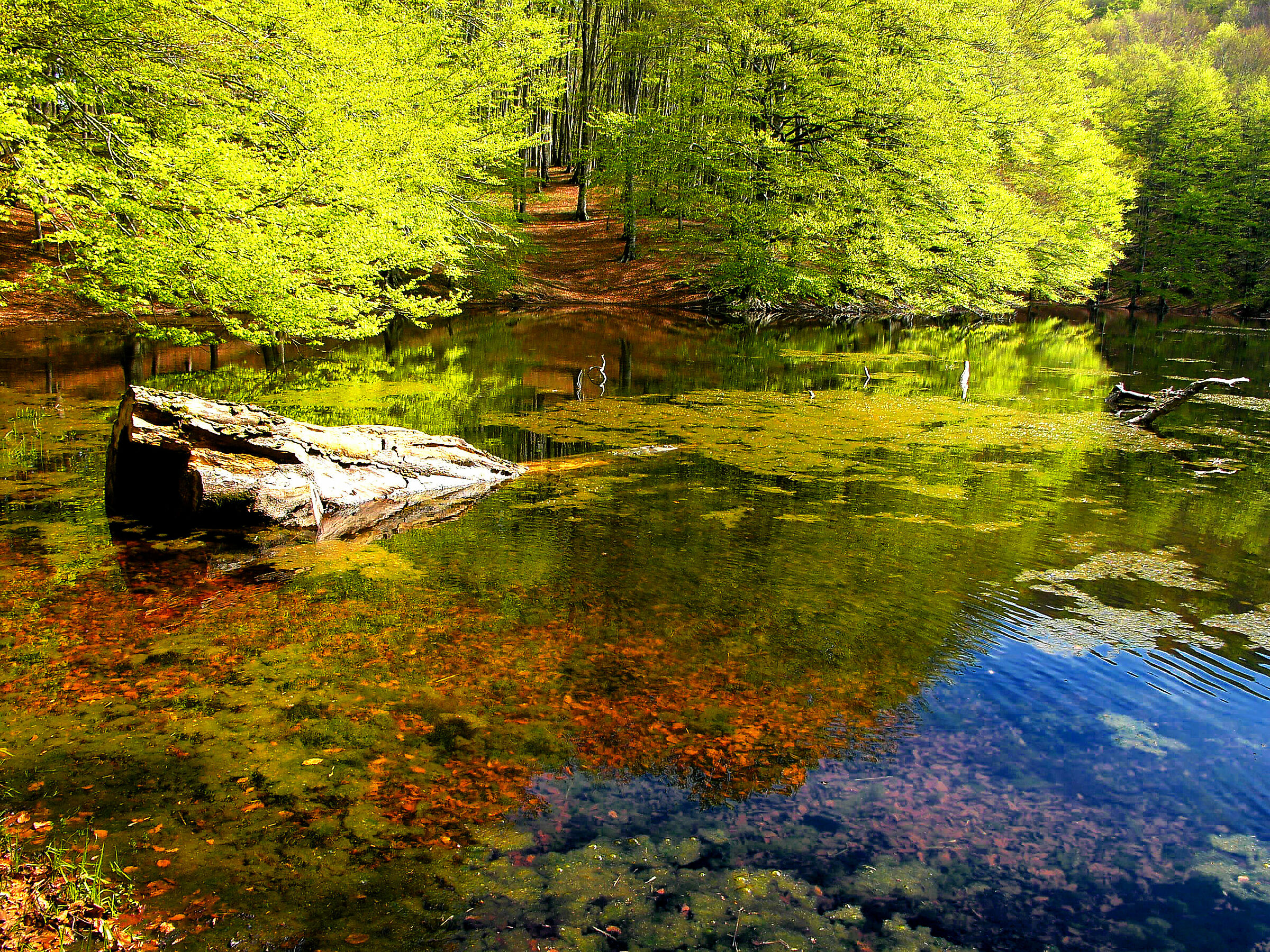 The Awakening of Nature