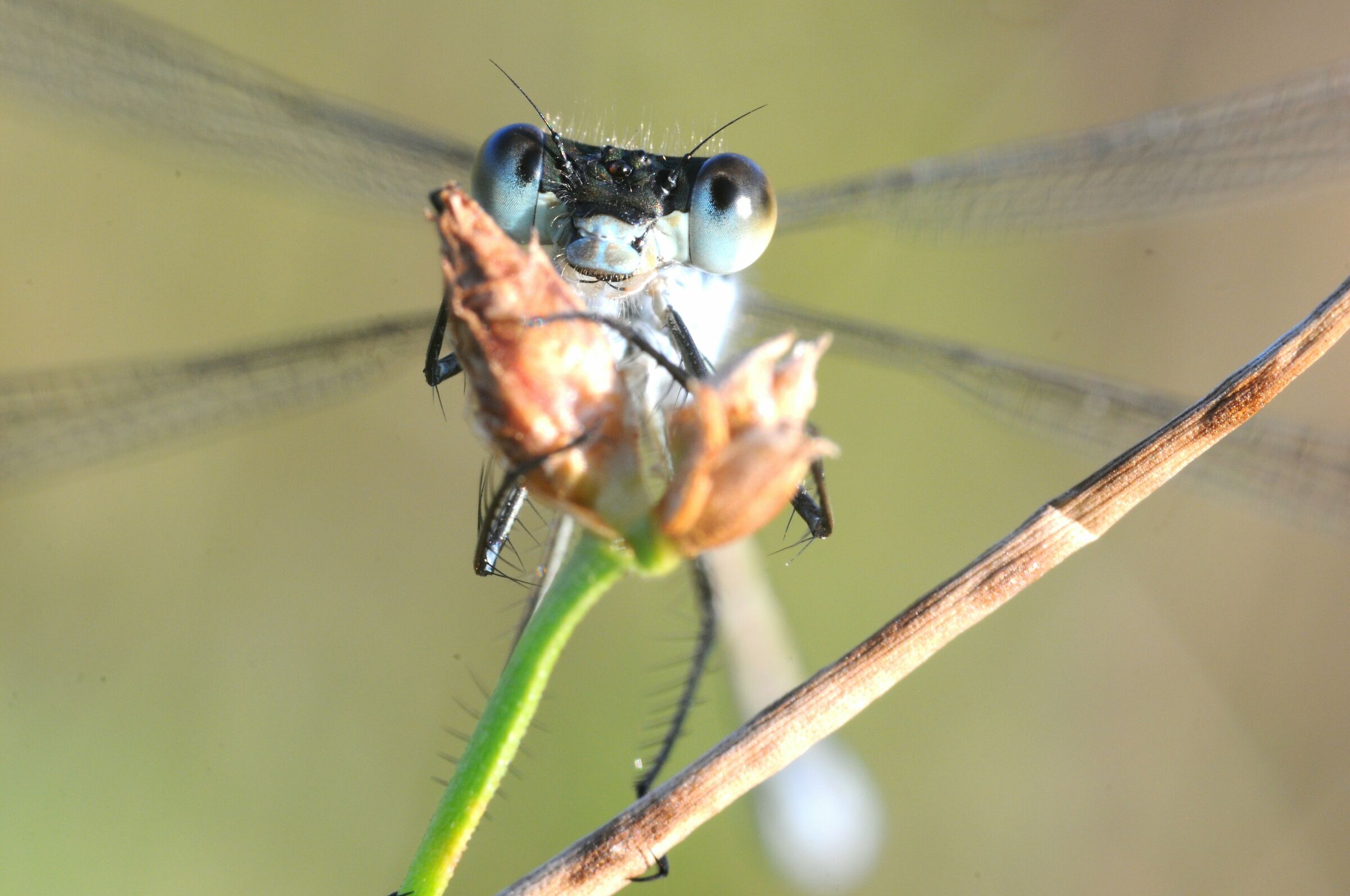 Damsel