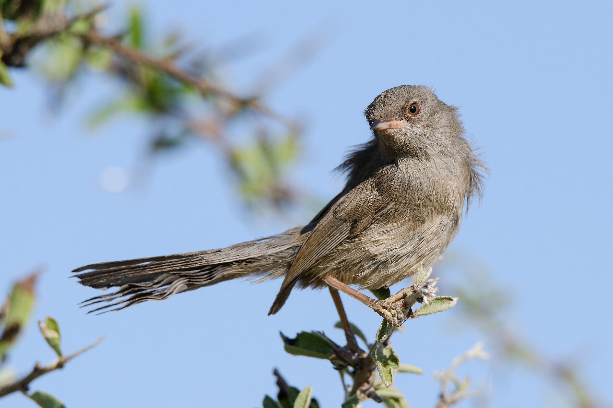 Dishevelled by the mistral