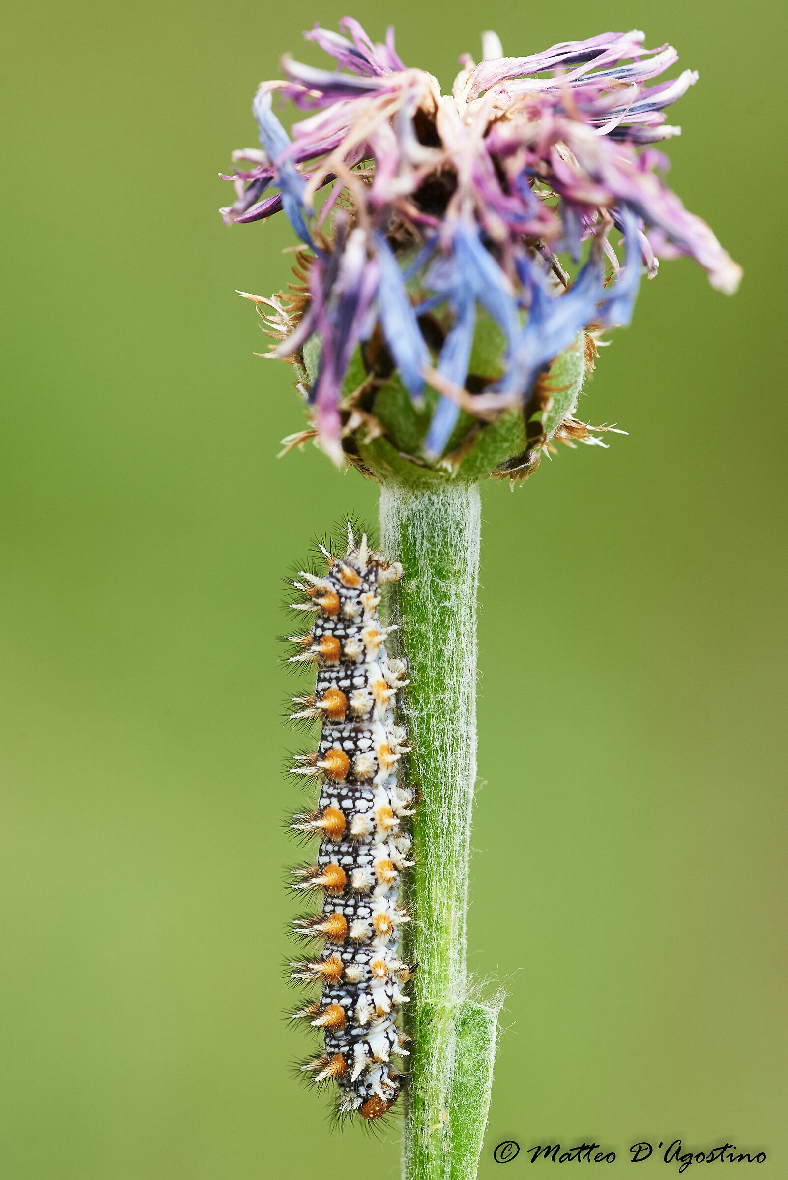 Bruco di Melitaea didyma