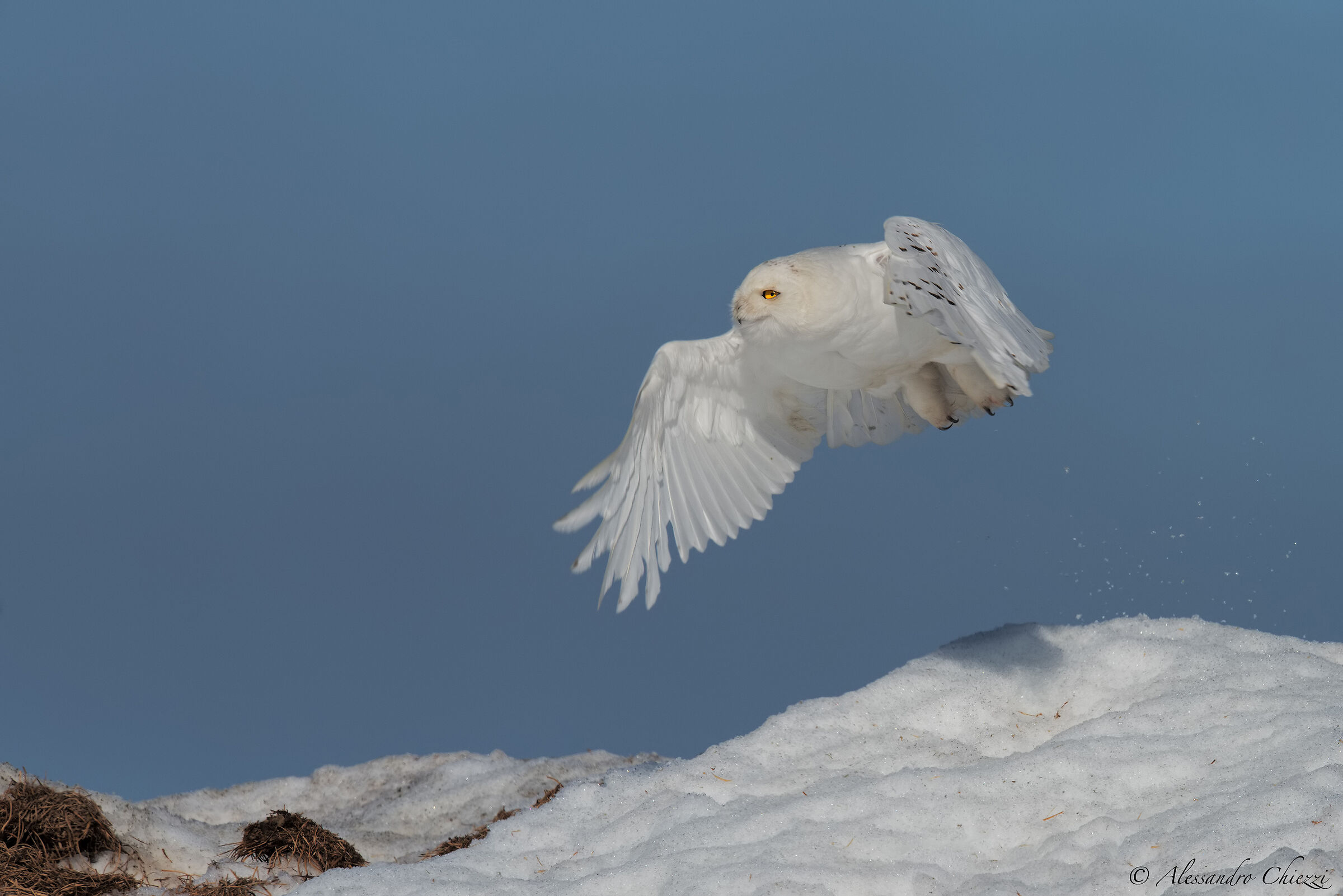 Gufo delle nevi