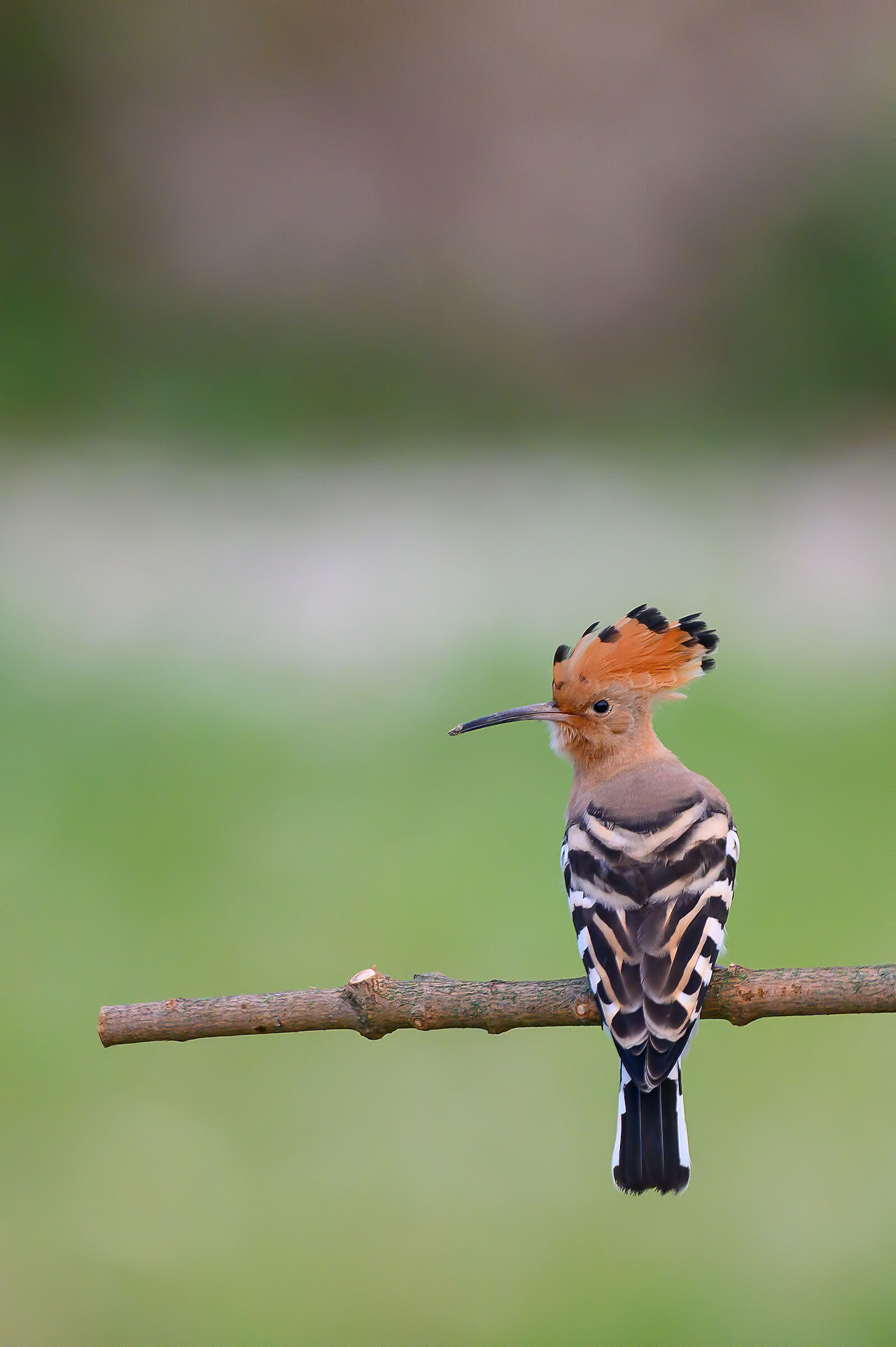 Hoopoe
