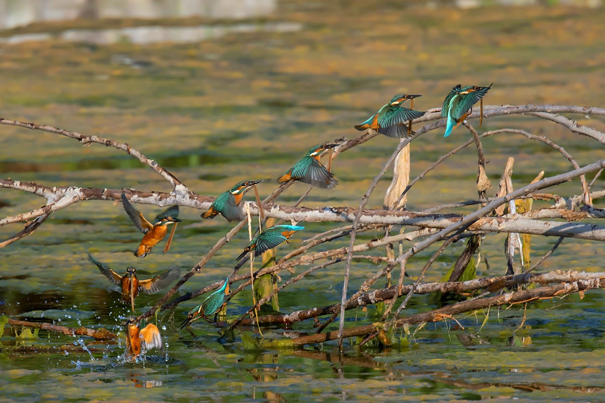 Il pescatore di alghe