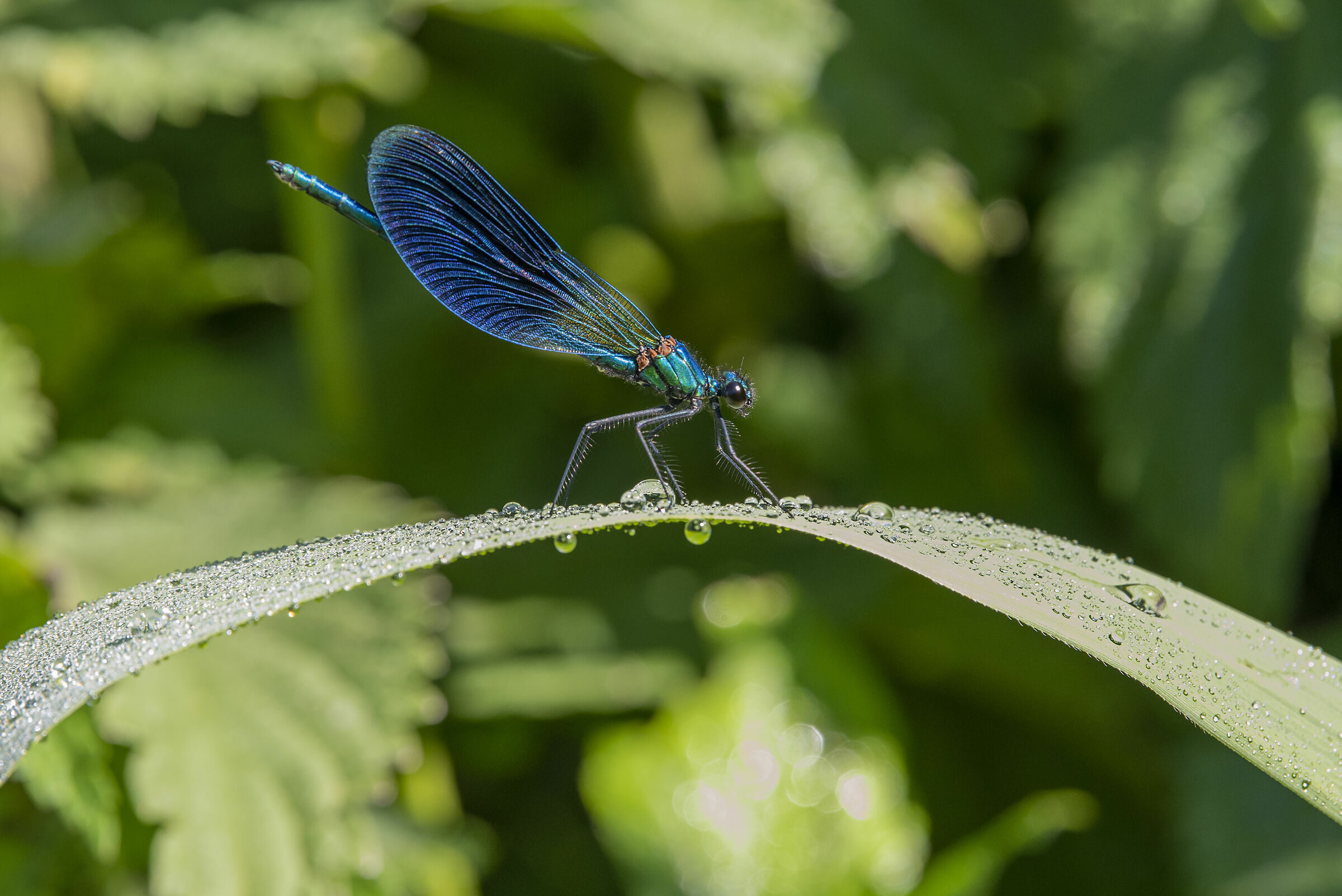 Calopteryx splendens
