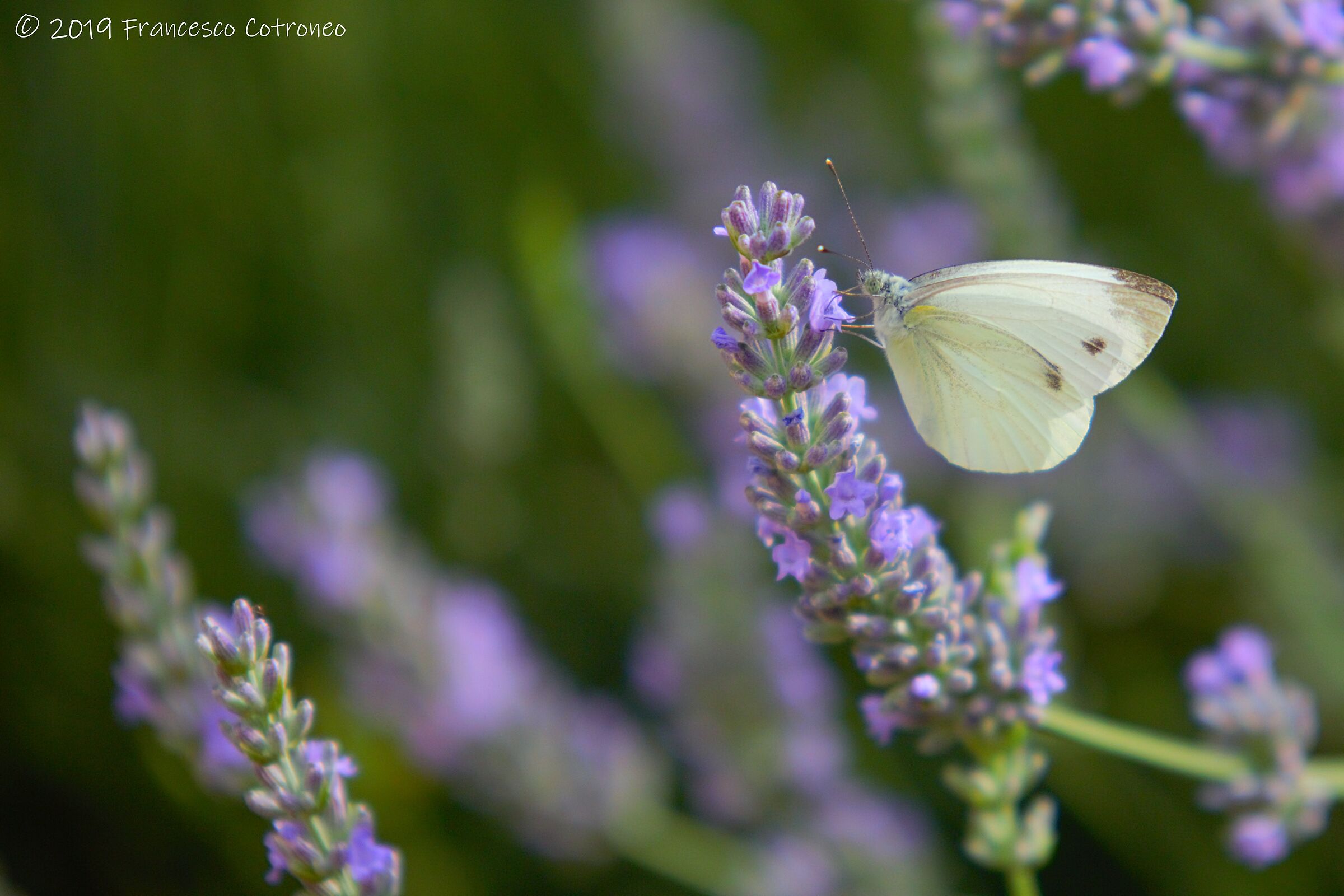 farfallina vola via..