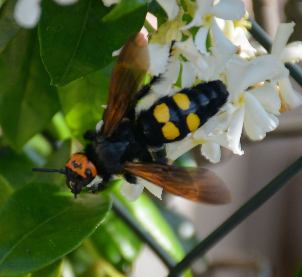 Mandarin wasp ???