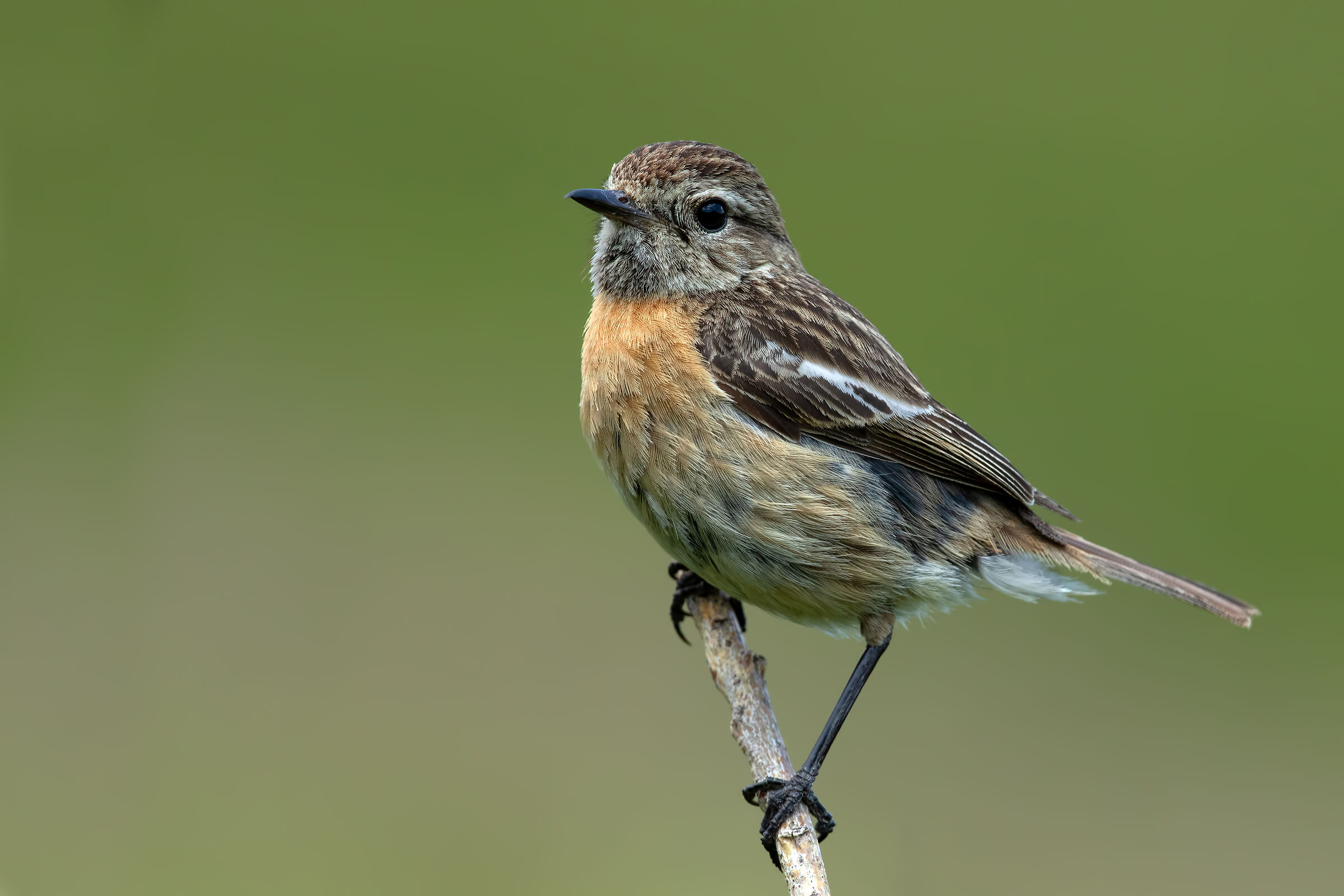 Saltimpalo (f)- European Stonechat