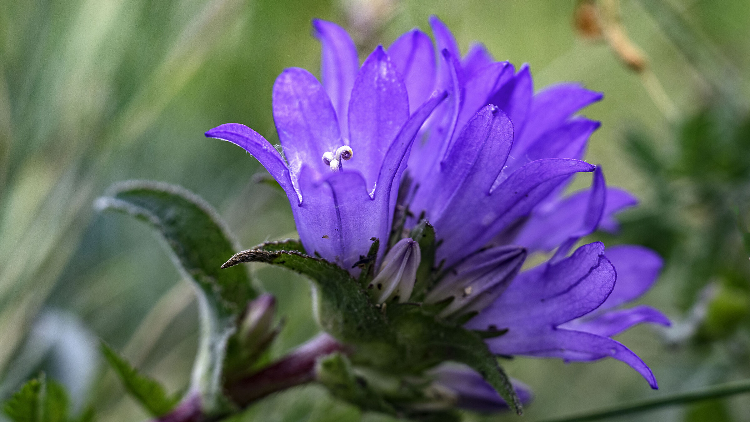 Fiorellino del Terminillo