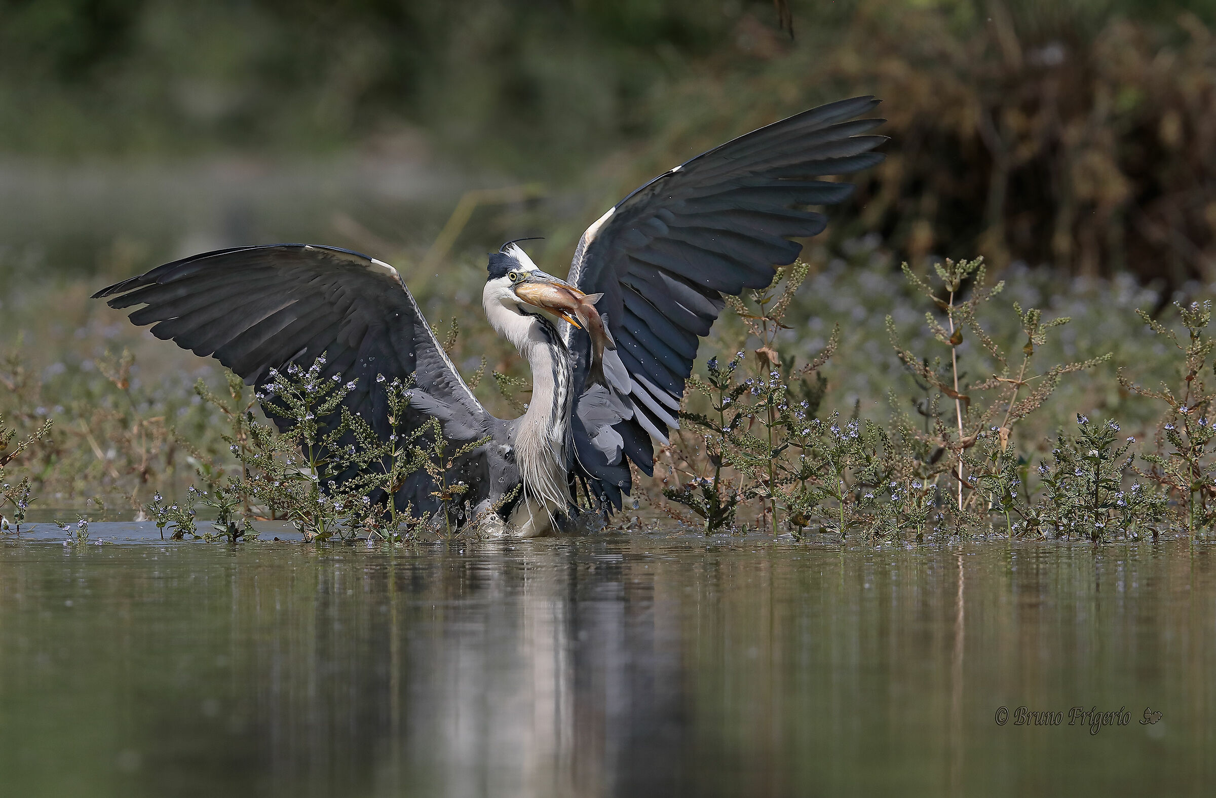 heron ash in fishing