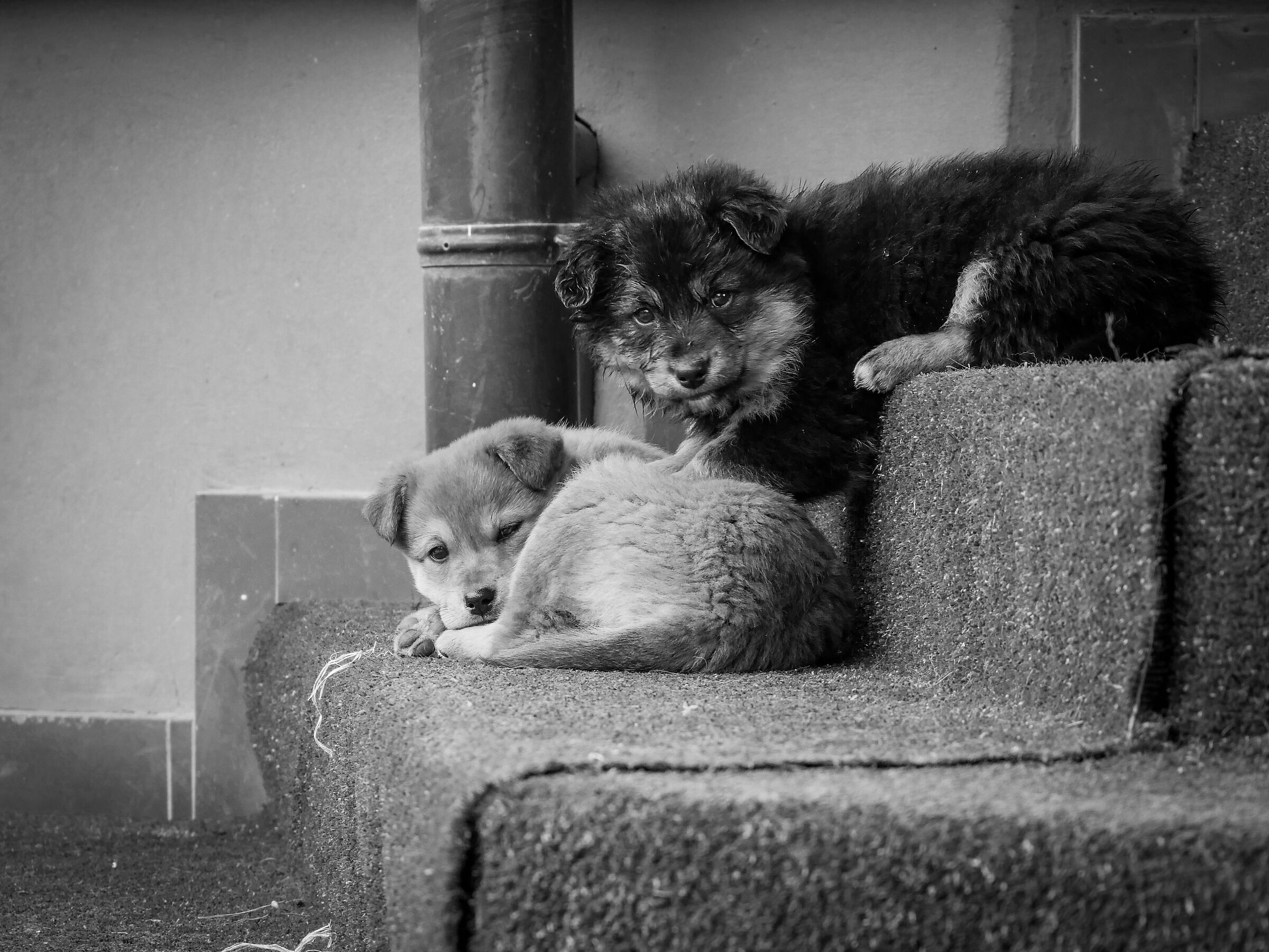 Cuccioli in Transilvania