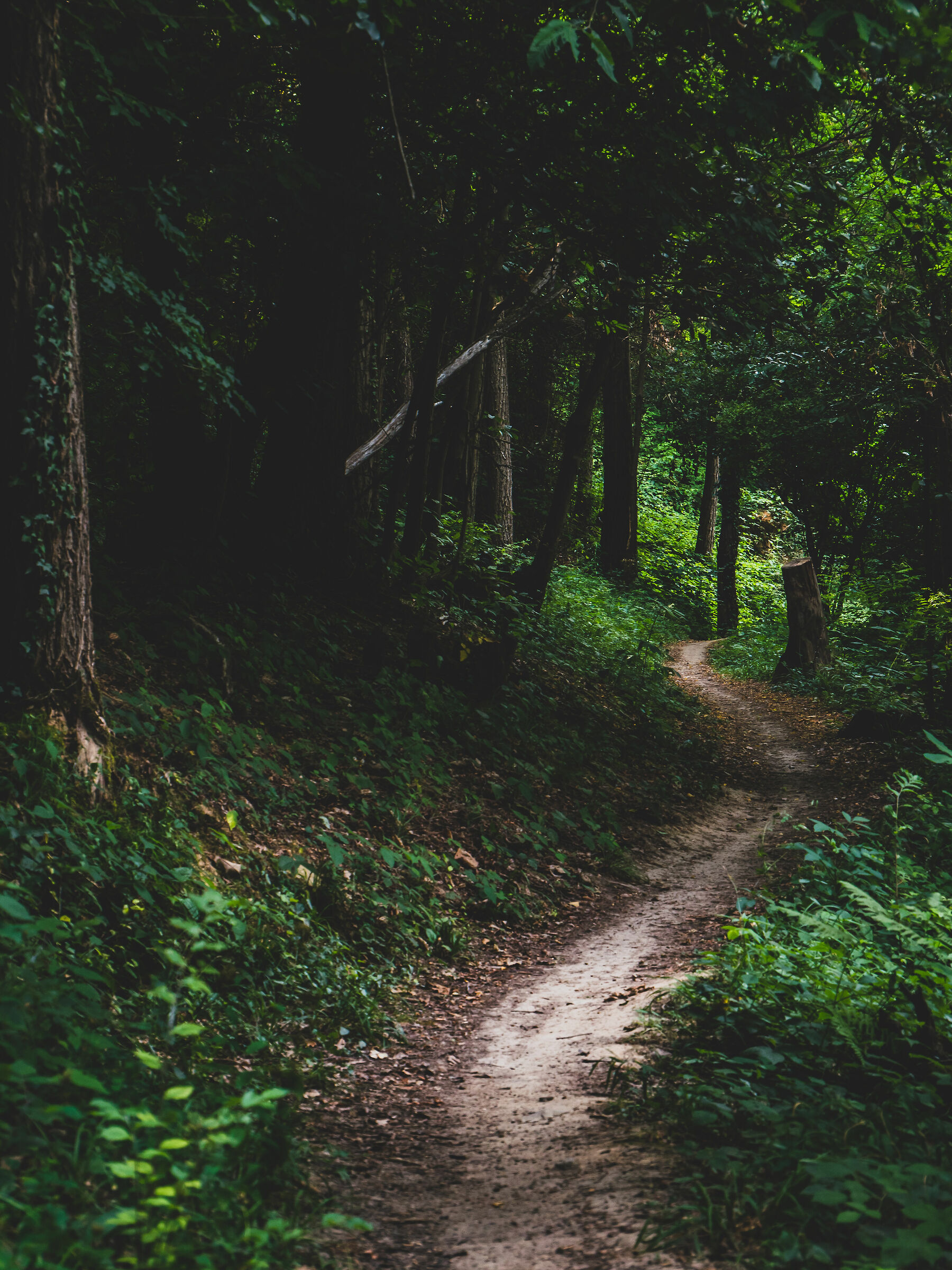 Mountain Trail
