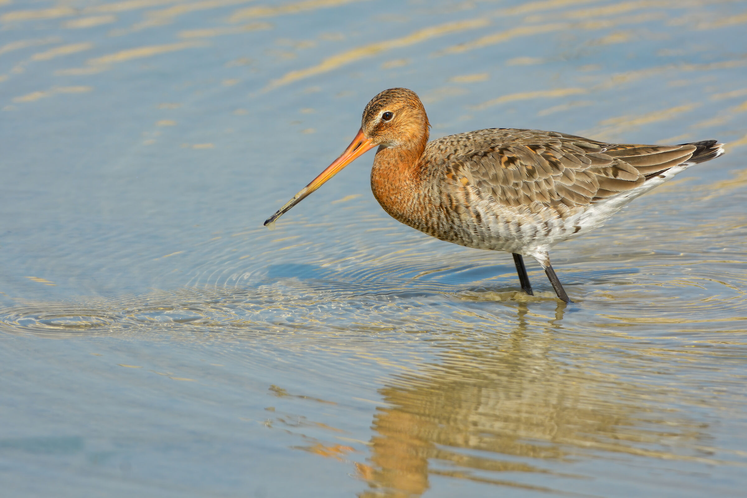 Royal Pictish (Limosa limosa)